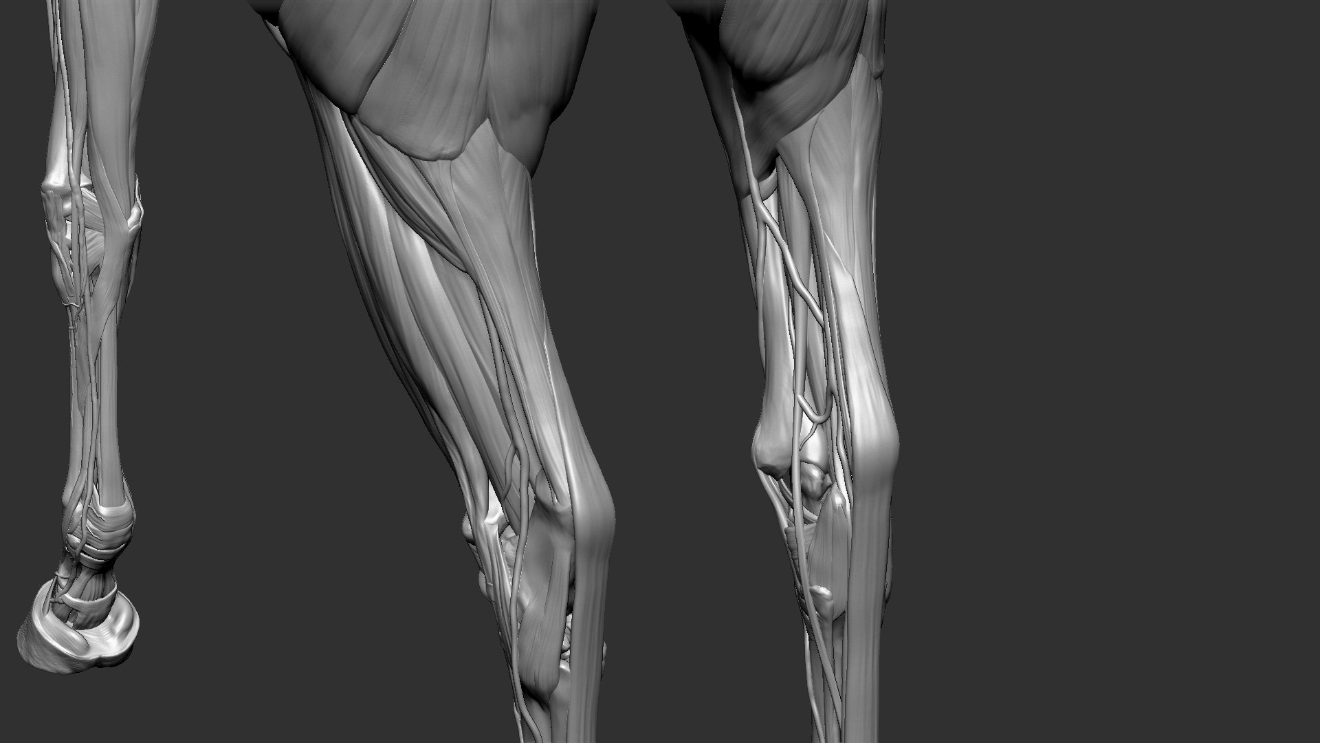 horse anatomy eqine ecorche 3D model https://p.turbosquid.com/ts-thumb/bF/5yj5ZZ/HfREZqJu/6/jpg/1596621342/1920x1080/fit_q87/49549609010c66dffae6e891acfdbc08cb8d7d67/6.jpg