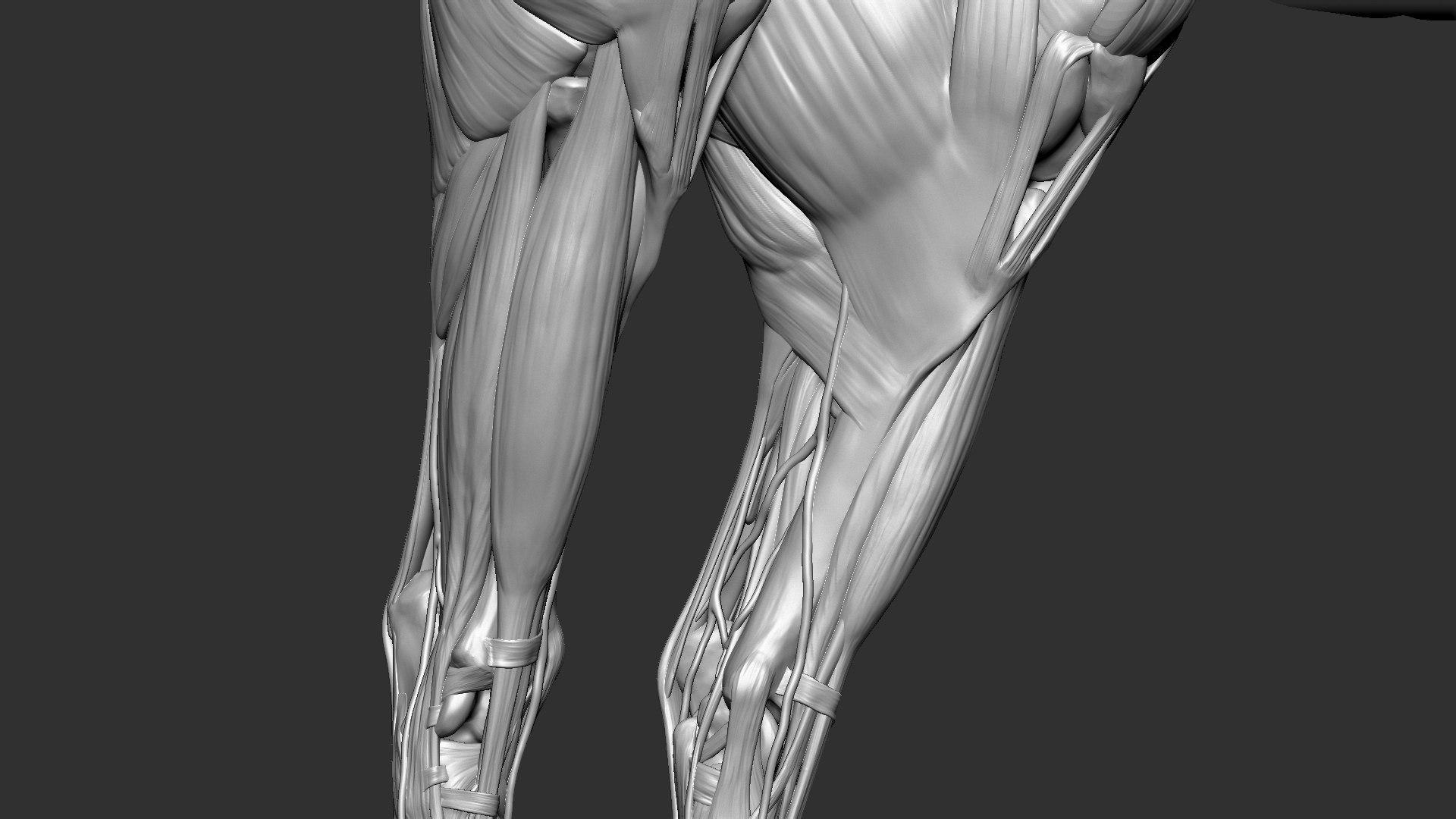 horse anatomy eqine ecorche 3D model https://p.turbosquid.com/ts-thumb/bF/5yj5ZZ/JsaZ1nI9/8/jpg/1596621342/1920x1080/fit_q87/7eea7c1296517b2cafb9b2679a17c3c423ffe418/8.jpg
