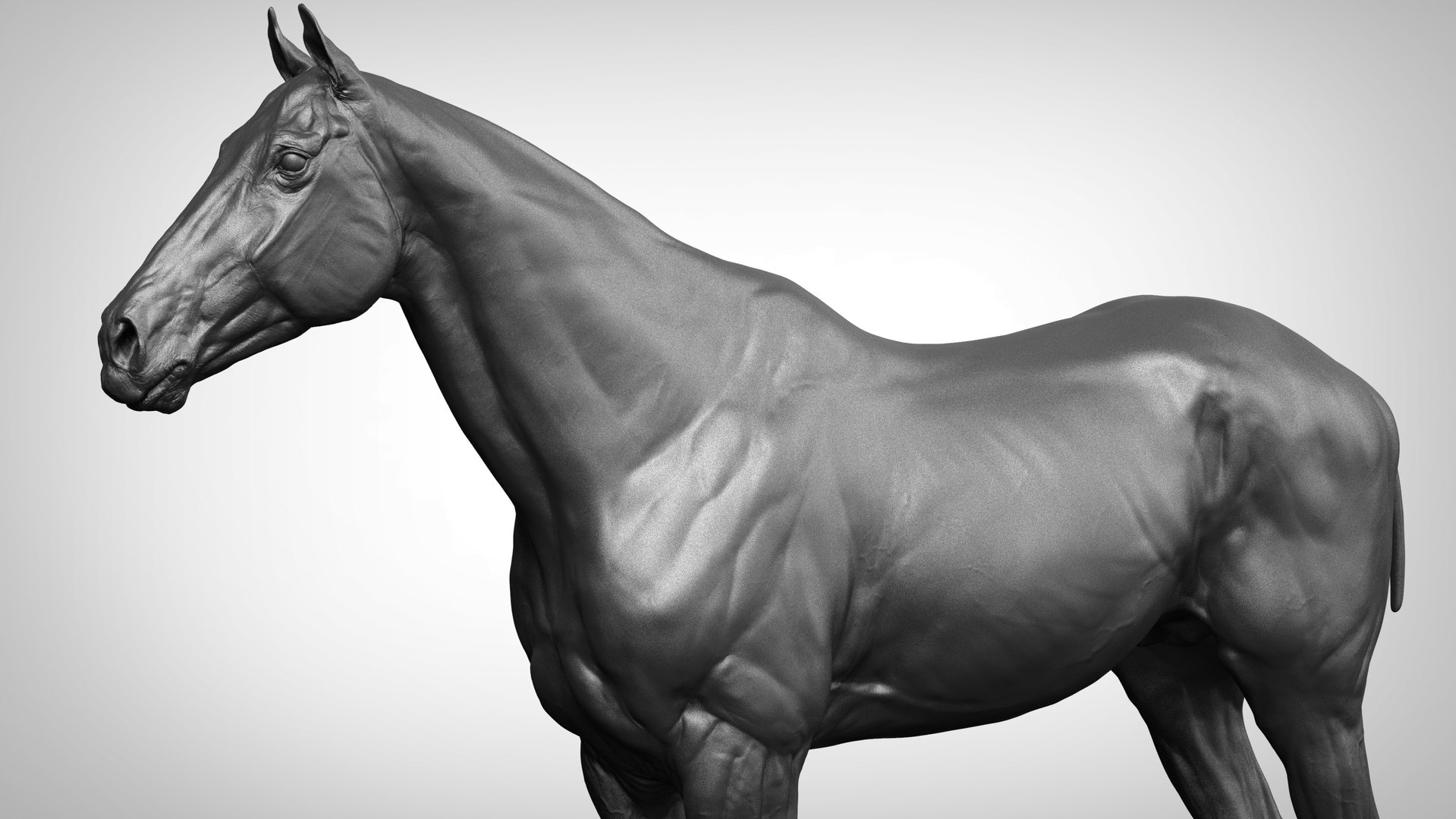 horse anatomy eqine ecorche 3D model https://p.turbosquid.com/ts-thumb/bF/5yj5ZZ/KC7O0ade/dmitriiprosovblackstallionweteffects31379766/jpg/1596620966/1920x1080/fit_q87/2cd162bdb91df04138eff657eede637f9dd8d527/dmitriiprosovblackstallionweteffects31379766.jpg