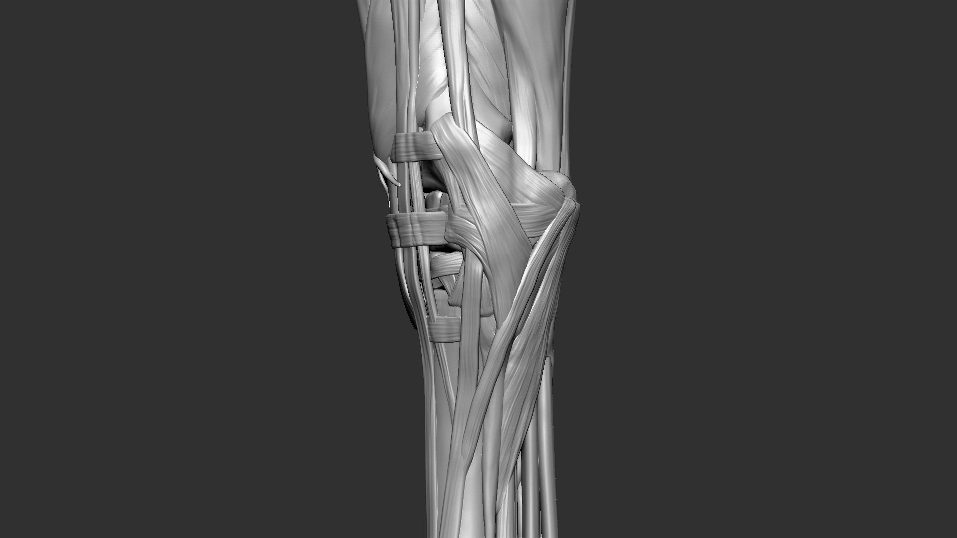 horse anatomy eqine ecorche 3D model https://p.turbosquid.com/ts-thumb/bF/5yj5ZZ/KNALiOWU/13/jpg/1596621280/1920x1080/fit_q87/f8780505229ce37dbc726a5b01d4629a39eee93b/13.jpg