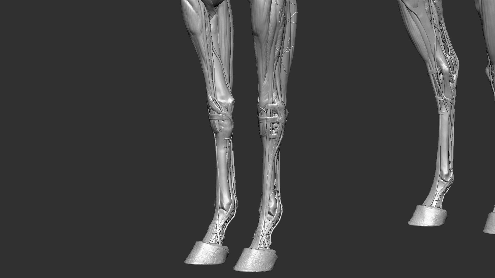 horse anatomy eqine ecorche 3D model https://p.turbosquid.com/ts-thumb/bF/5yj5ZZ/L56TZ2mb/2/jpg/1596621279/1920x1080/fit_q87/ec62b4f72aa7aa258b938913375ed3e089c81ed3/2.jpg