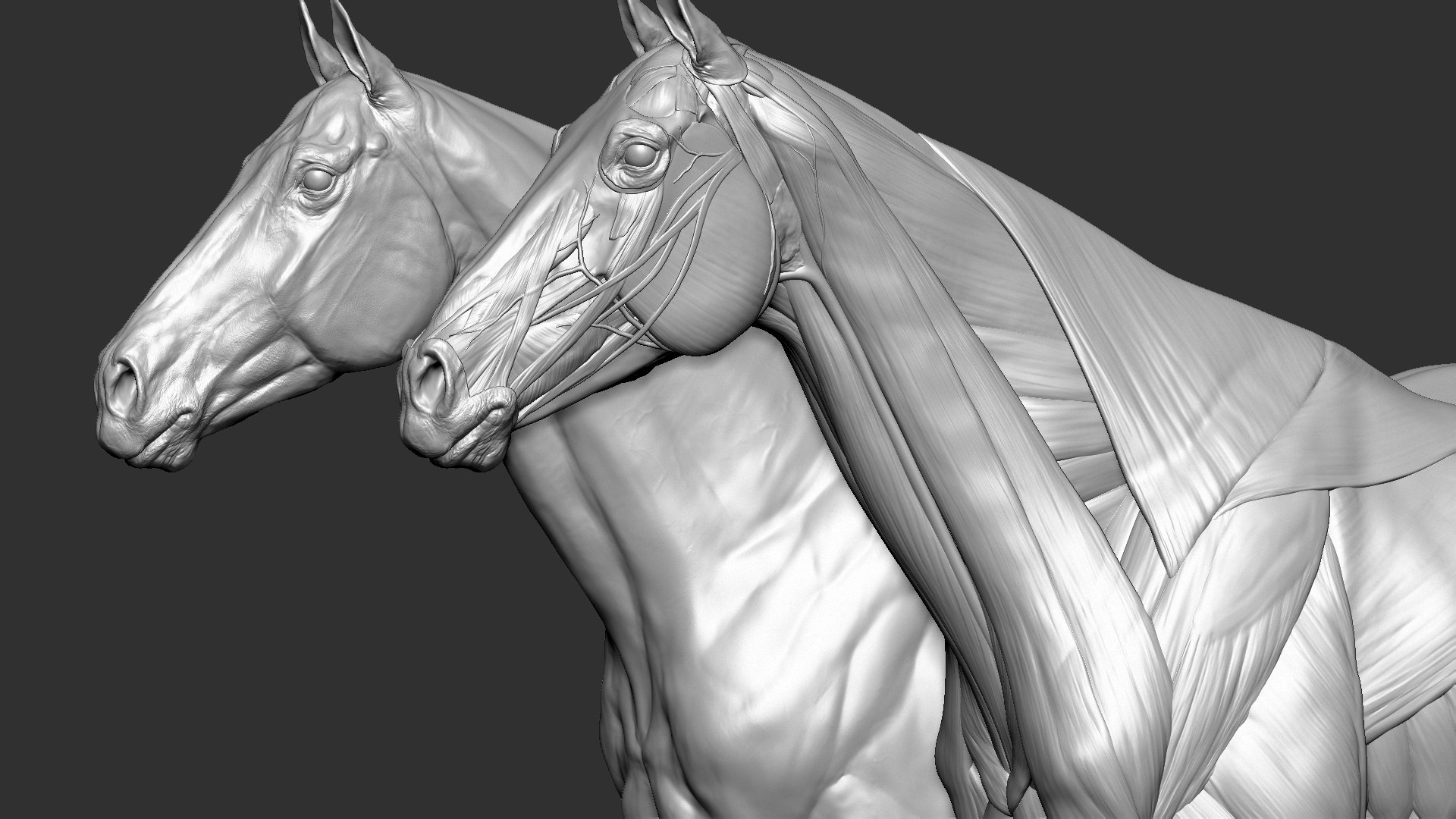 horse anatomy eqine ecorche 3D model https://p.turbosquid.com/ts-thumb/bF/5yj5ZZ/LCSsXX2N/6/jpg/1596620889/1920x1080/fit_q87/77571c3eb2a70125d3975fea61996a75c6ee673e/6.jpg