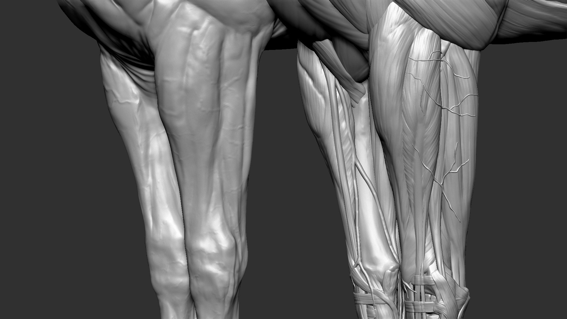 horse anatomy eqine ecorche 3D model https://p.turbosquid.com/ts-thumb/bF/5yj5ZZ/M2Cr1FXM/5/jpg/1596620889/1920x1080/fit_q87/7ddde20d50c39853a33e7ebeb0ba65ba5dc36e1b/5.jpg