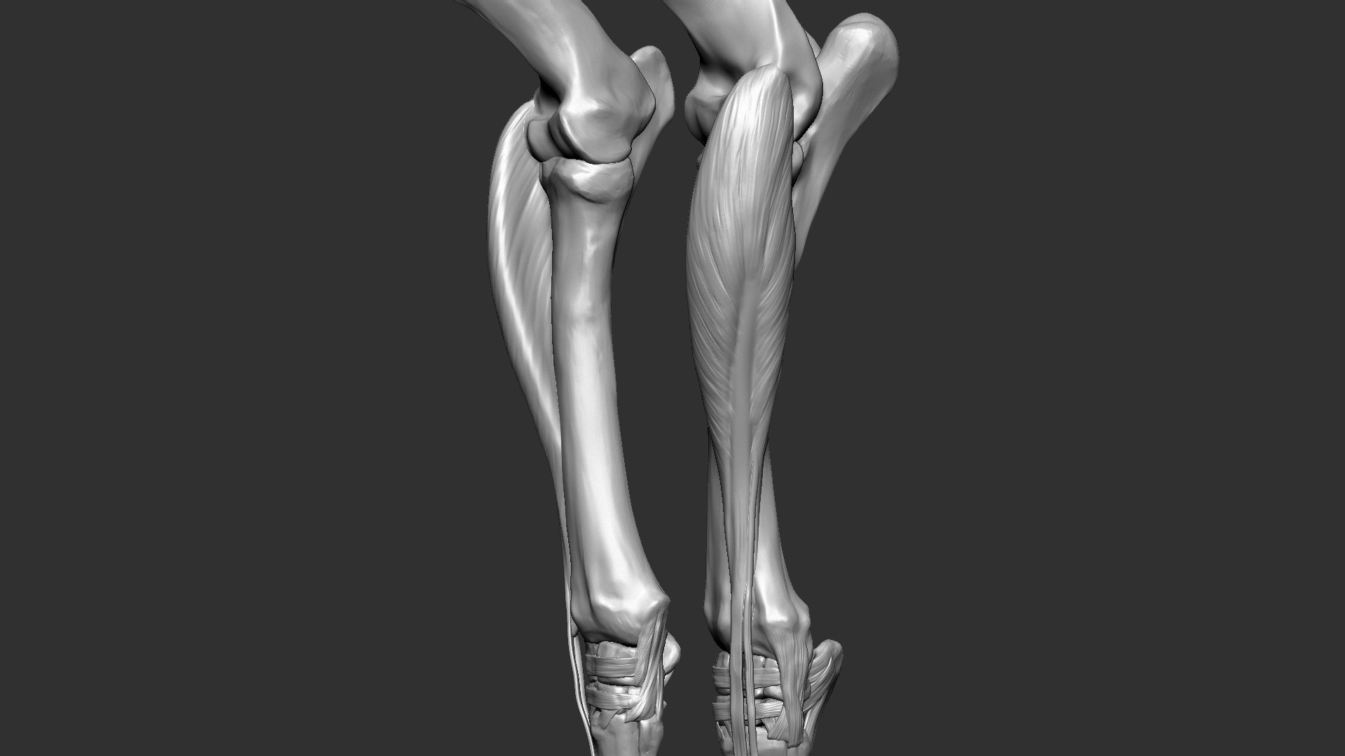 horse anatomy eqine ecorche 3D model https://p.turbosquid.com/ts-thumb/bF/5yj5ZZ/MDuZnTB7/23/jpg/1596621280/1920x1080/fit_q87/6a52c155397476db121977c9eafd9853023e98c0/23.jpg