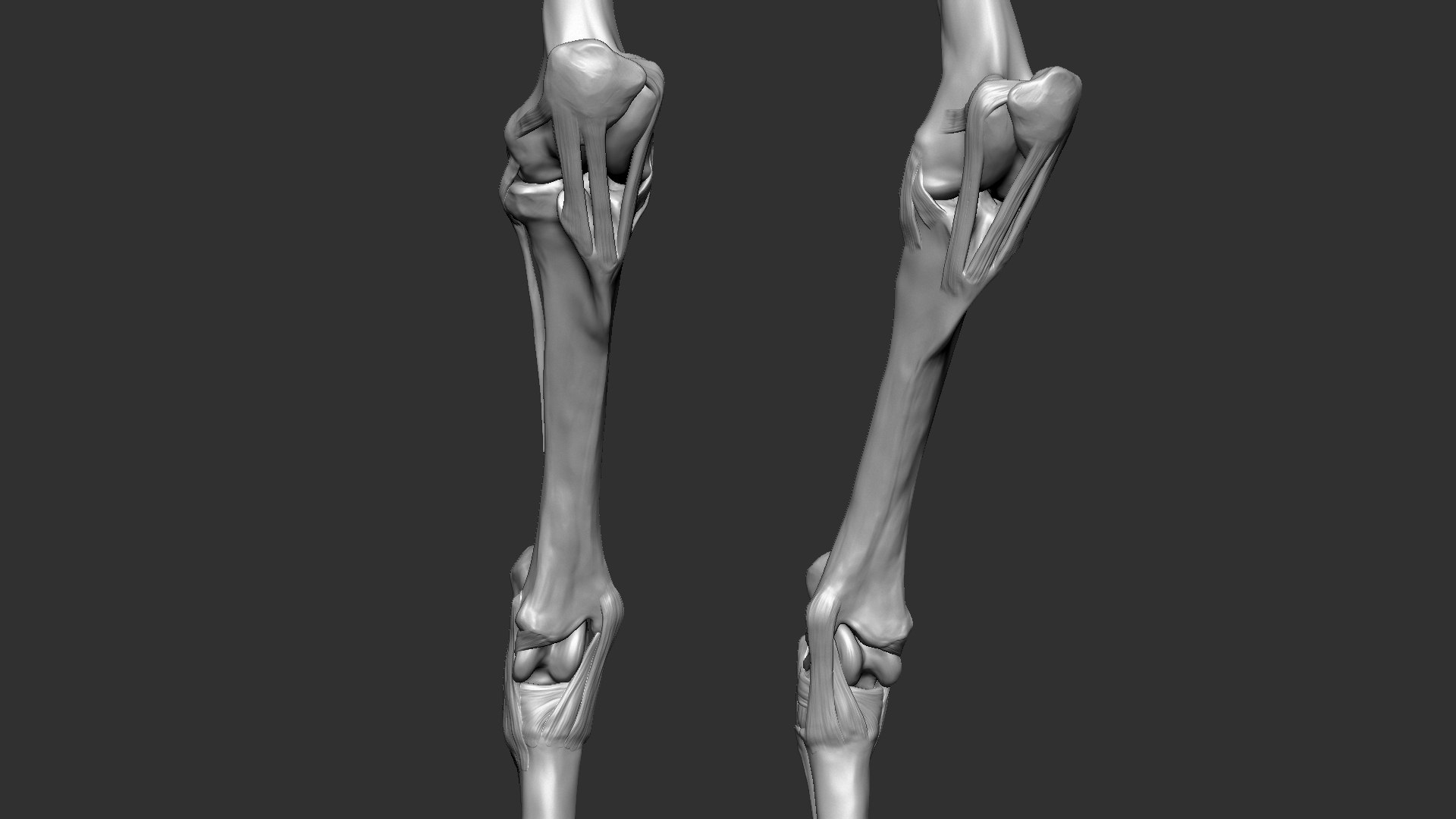horse anatomy eqine ecorche 3D model https://p.turbosquid.com/ts-thumb/bF/5yj5ZZ/Mjyb2Yol/15/jpg/1596621343/1920x1080/fit_q87/d6b88a31818791d1abb2b7071f726b73340ad7c3/15.jpg