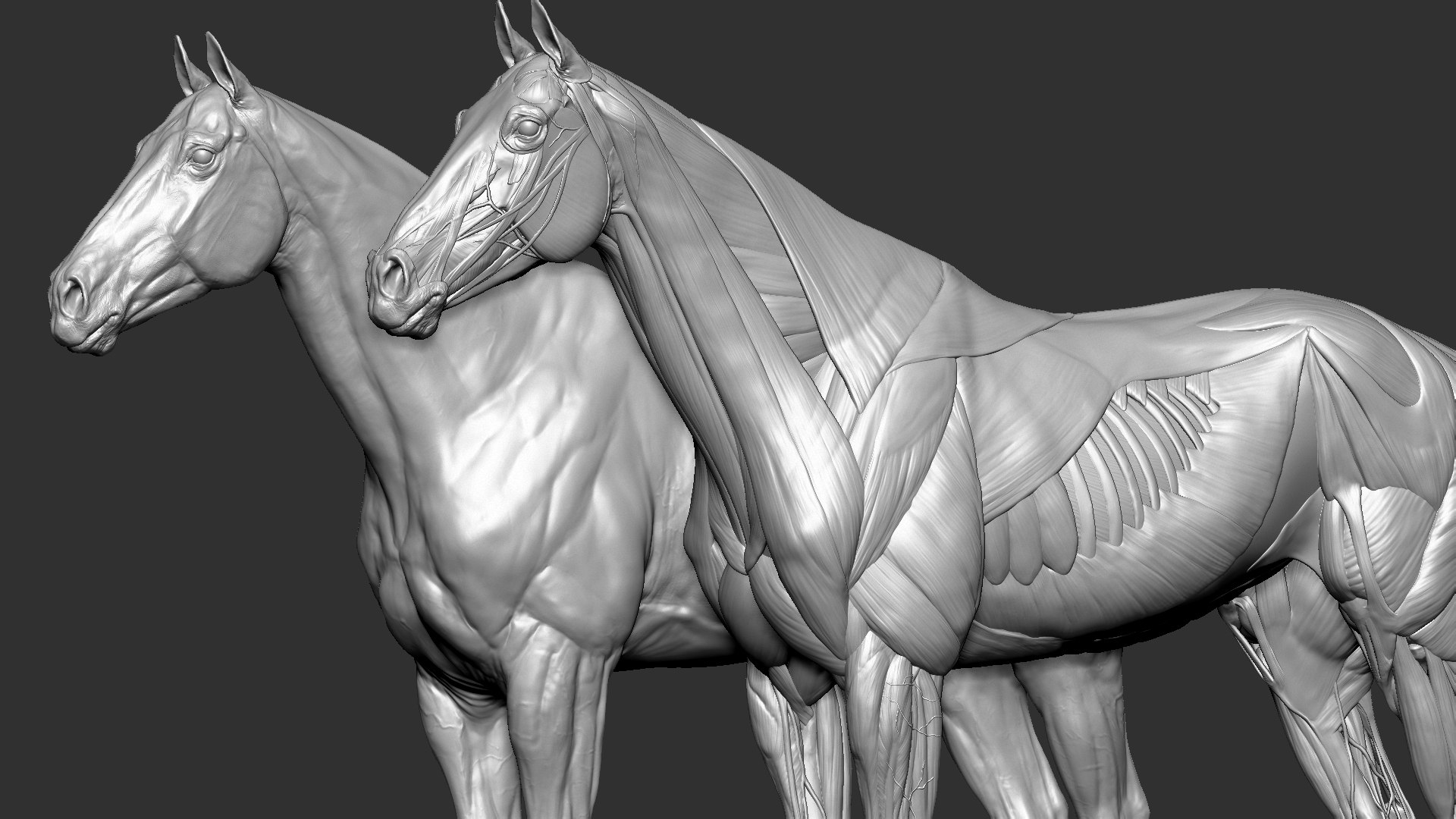 horse anatomy eqine ecorche 3D model https://p.turbosquid.com/ts-thumb/bF/5yj5ZZ/NY1X38h8/4/jpg/1596620889/1920x1080/fit_q87/eed27b91b1c3652e403379485a871dda598a29e5/4.jpg