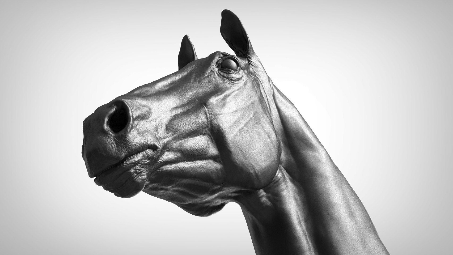 horse anatomy eqine ecorche 3D model https://p.turbosquid.com/ts-thumb/bF/5yj5ZZ/P9g5OuMm/a_models11/jpg/1596621400/1920x1080/fit_q87/5b6019efbf42422951d88ca5ffc7dfe451542755/a_models11.jpg