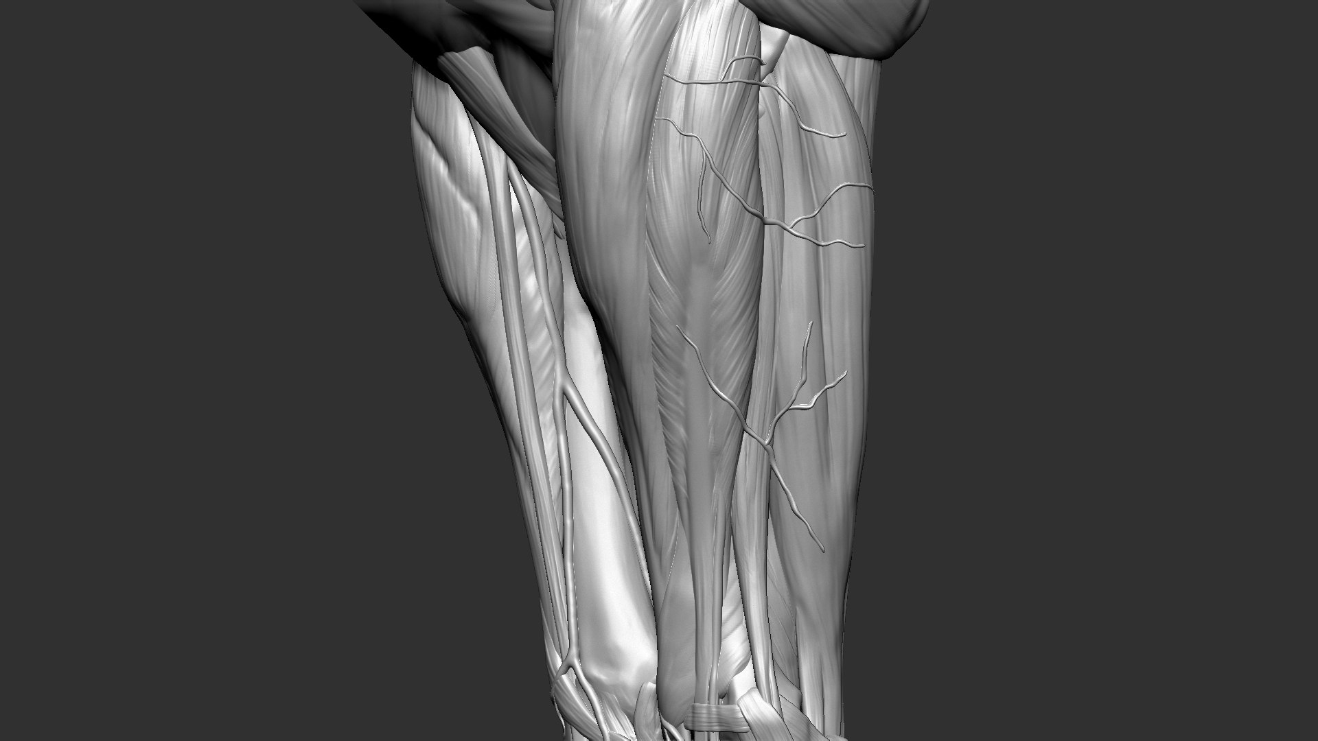 horse anatomy eqine ecorche 3D model https://p.turbosquid.com/ts-thumb/bF/5yj5ZZ/PRsoICLV/7/jpg/1596621279/1920x1080/fit_q87/fe2e0553dda7482e612c17ef597e7dd12e120cb8/7.jpg