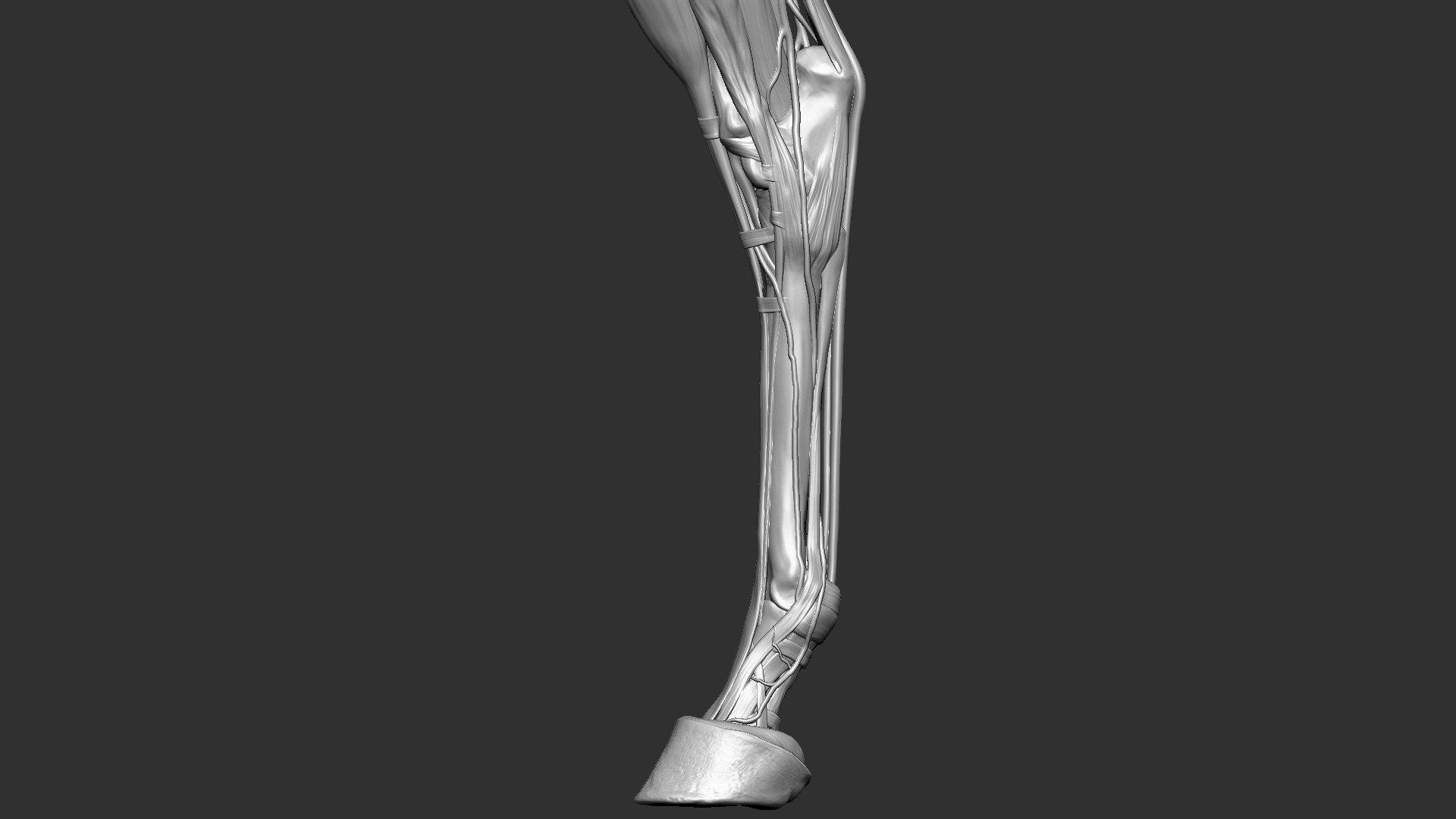 horse anatomy eqine ecorche 3D model https://p.turbosquid.com/ts-thumb/bF/5yj5ZZ/S2GeDQDO/2/jpg/1596621342/1920x1080/fit_q87/0abfed63923745a1584f11415518121b4ddfcb91/2.jpg