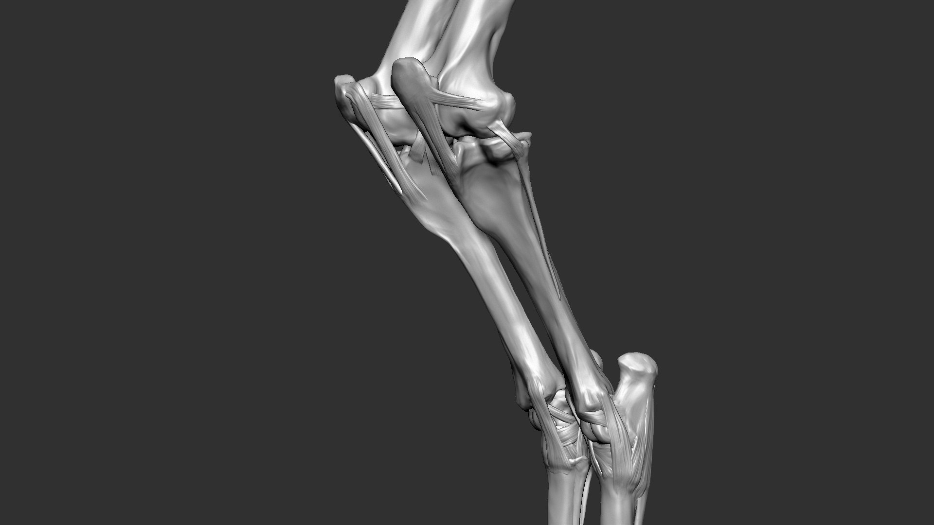 horse anatomy eqine ecorche 3D model https://p.turbosquid.com/ts-thumb/bF/5yj5ZZ/V7vHeMCz/14/jpg/1596621343/1920x1080/fit_q87/e868e7c6a784806cc12f404a1eb208dcbd9915b1/14.jpg