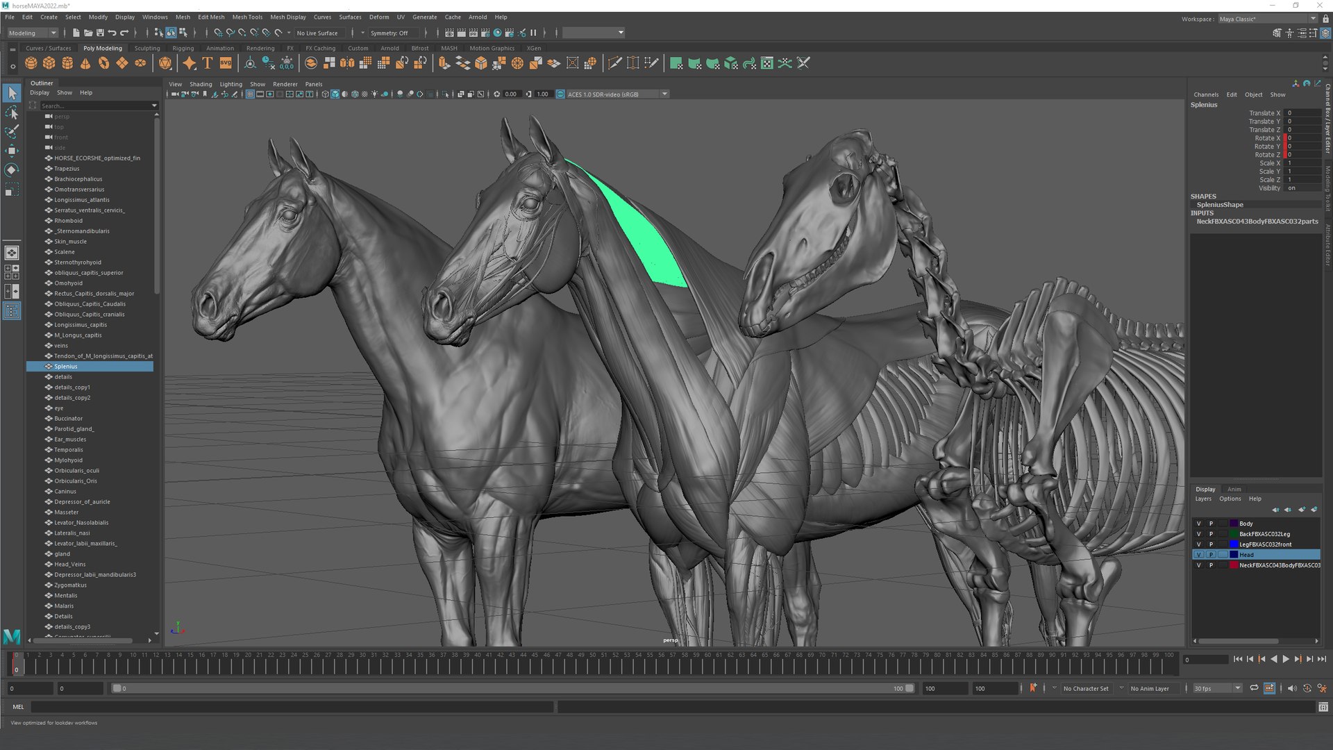 horse anatomy eqine ecorche 3D model https://p.turbosquid.com/ts-thumb/bF/5yj5ZZ/Vn/w2/jpg/1658922937/1920x1080/fit_q87/70ee7378fb84b285c7afa723bc2aab641d22daa0/w2.jpg