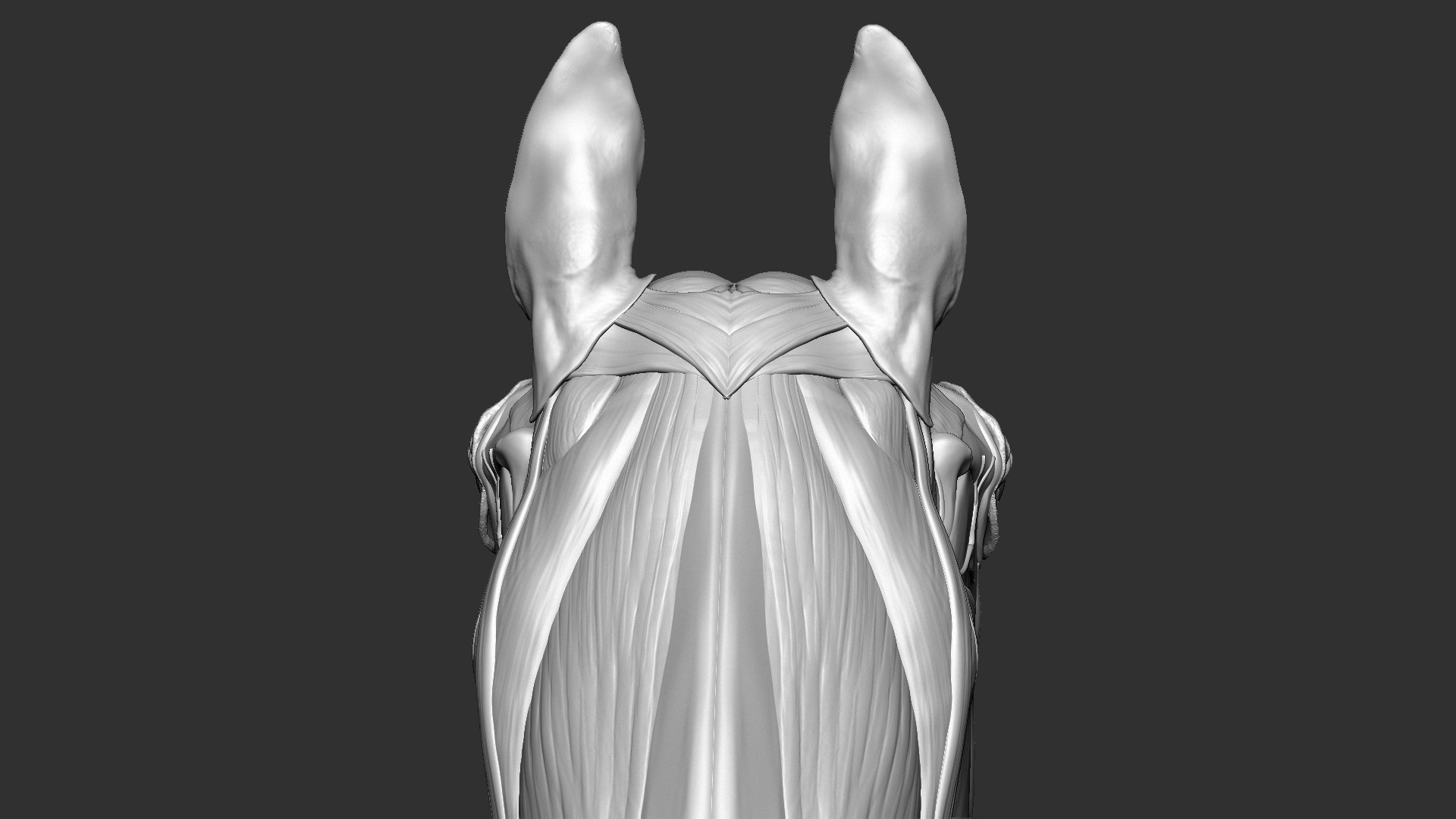 horse anatomy eqine ecorche 3D model https://p.turbosquid.com/ts-thumb/bF/5yj5ZZ/VsUSsnuM/4/jpg/1596621043/1920x1080/fit_q87/bcf3d3f6afb597f33830ddb94c46530dc73db3aa/4.jpg