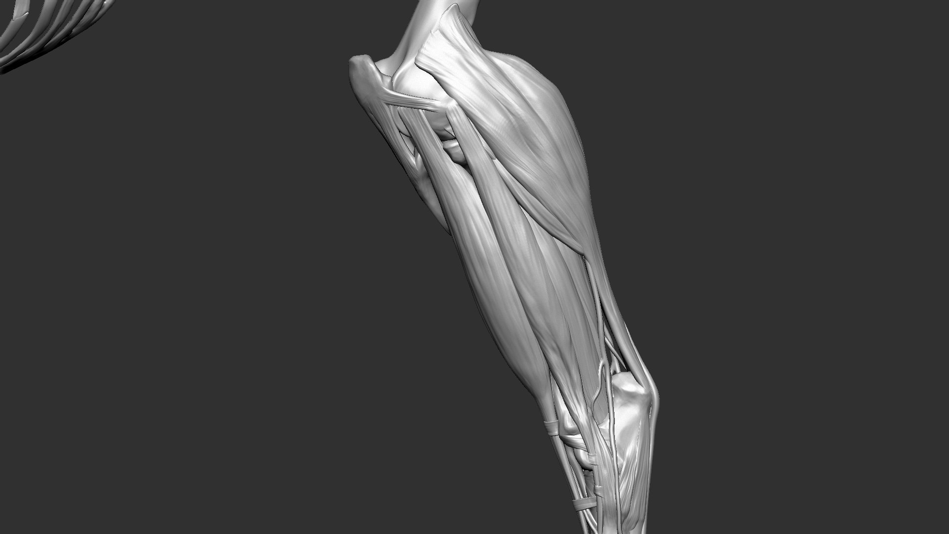 horse anatomy eqine ecorche 3D model https://p.turbosquid.com/ts-thumb/bF/5yj5ZZ/XluYt7IU/21/jpg/1596621343/1920x1080/fit_q87/63a4173ba0fdbec4da1d9409671008f60926f332/21.jpg