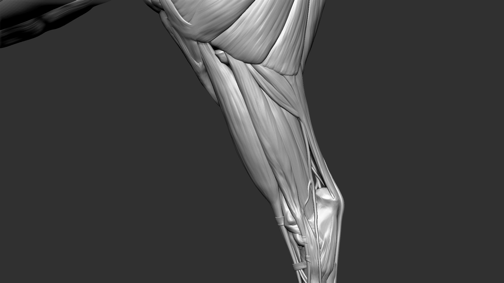 horse anatomy eqine ecorche 3D model https://p.turbosquid.com/ts-thumb/bF/5yj5ZZ/ZtZs444Y/1/jpg/1596621342/1920x1080/fit_q87/8ec6694579b400cd79a27d40946e0ec6fac5452f/1.jpg