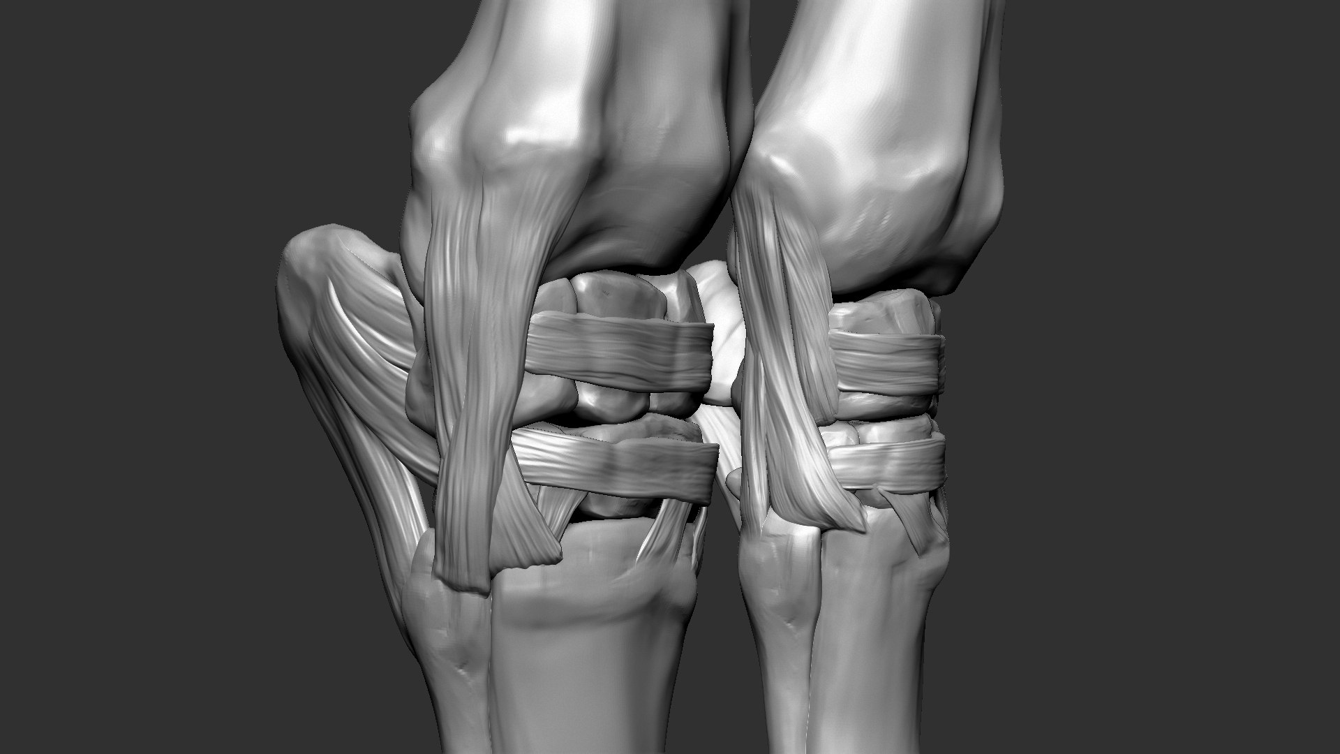 horse anatomy eqine ecorche 3D model https://p.turbosquid.com/ts-thumb/bF/5yj5ZZ/bVKBlxPF/16/jpg/1596621280/1920x1080/fit_q87/5ccb45706742ea5ee89bd03e52a2786969e92759/16.jpg