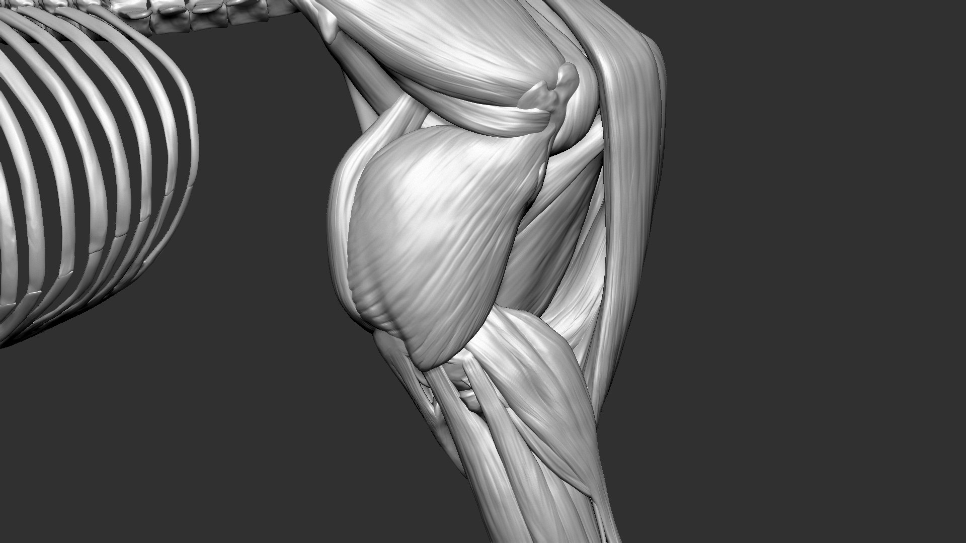 horse anatomy eqine ecorche 3D model https://p.turbosquid.com/ts-thumb/bF/5yj5ZZ/bVj3k155/19/jpg/1596621343/1920x1080/fit_q87/3604661fdc5c84cc66cf1cb3b691e848dff57fb0/19.jpg
