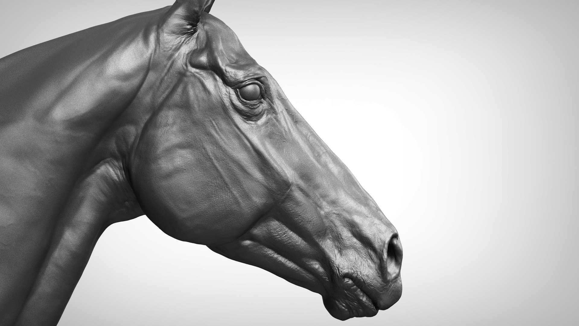 horse anatomy eqine ecorche 3D model https://p.turbosquid.com/ts-thumb/bF/5yj5ZZ/boaXgf5R/a_models1/jpg/1596621093/1920x1080/fit_q87/d35c36efd7f9d62e6d1b2913524117f1fe2efae4/a_models1.jpg