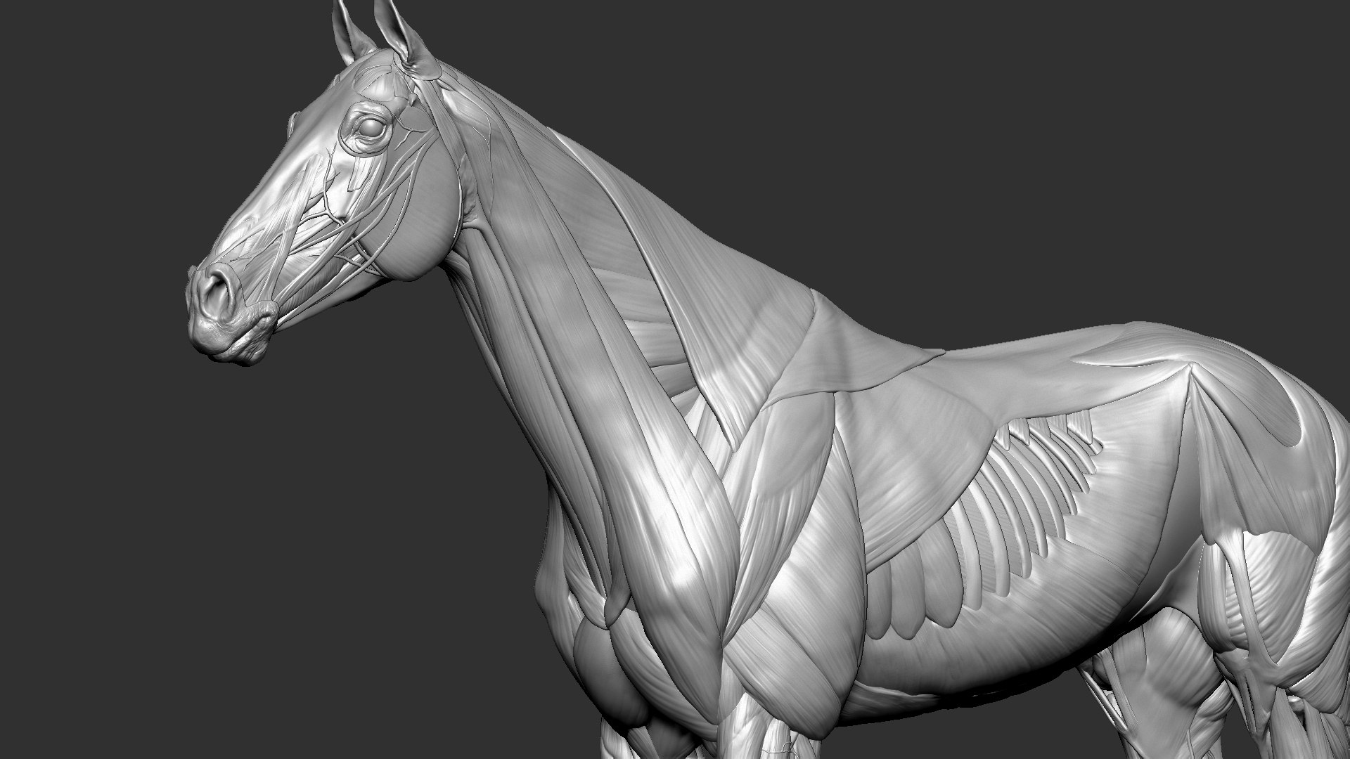 horse anatomy eqine ecorche 3D model https://p.turbosquid.com/ts-thumb/bF/5yj5ZZ/cXsCbmBh/9/jpg/1596621043/1920x1080/fit_q87/8d2e4692174caf5d1440b0b2724e288fdb6cf191/9.jpg