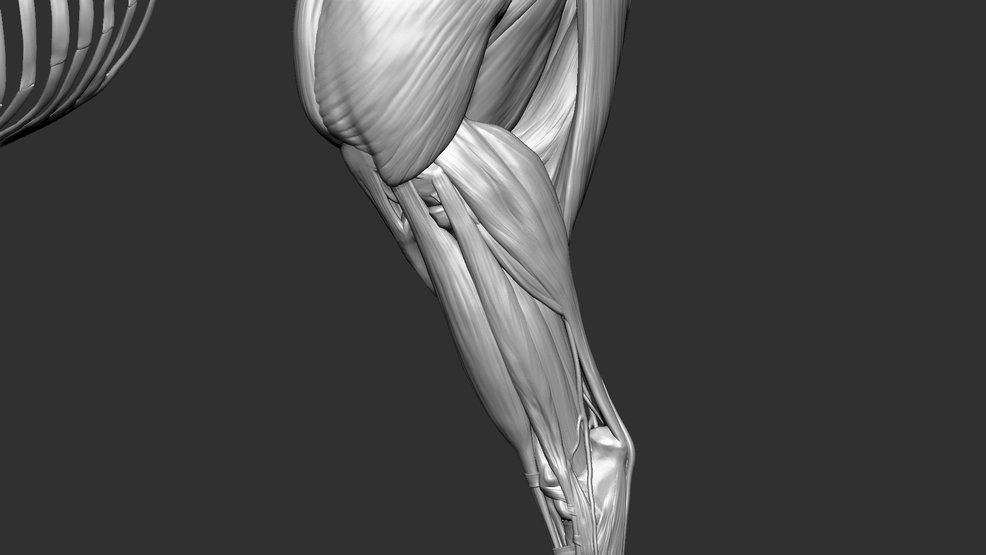 horse anatomy eqine ecorche 3D model https://p.turbosquid.com/ts-thumb/bF/5yj5ZZ/dBAoB0nN/20/jpg/1596621343/1920x1080/fit_q87/d06ec4c31fc608674c554730f6d58e6953808fe5/20.jpg