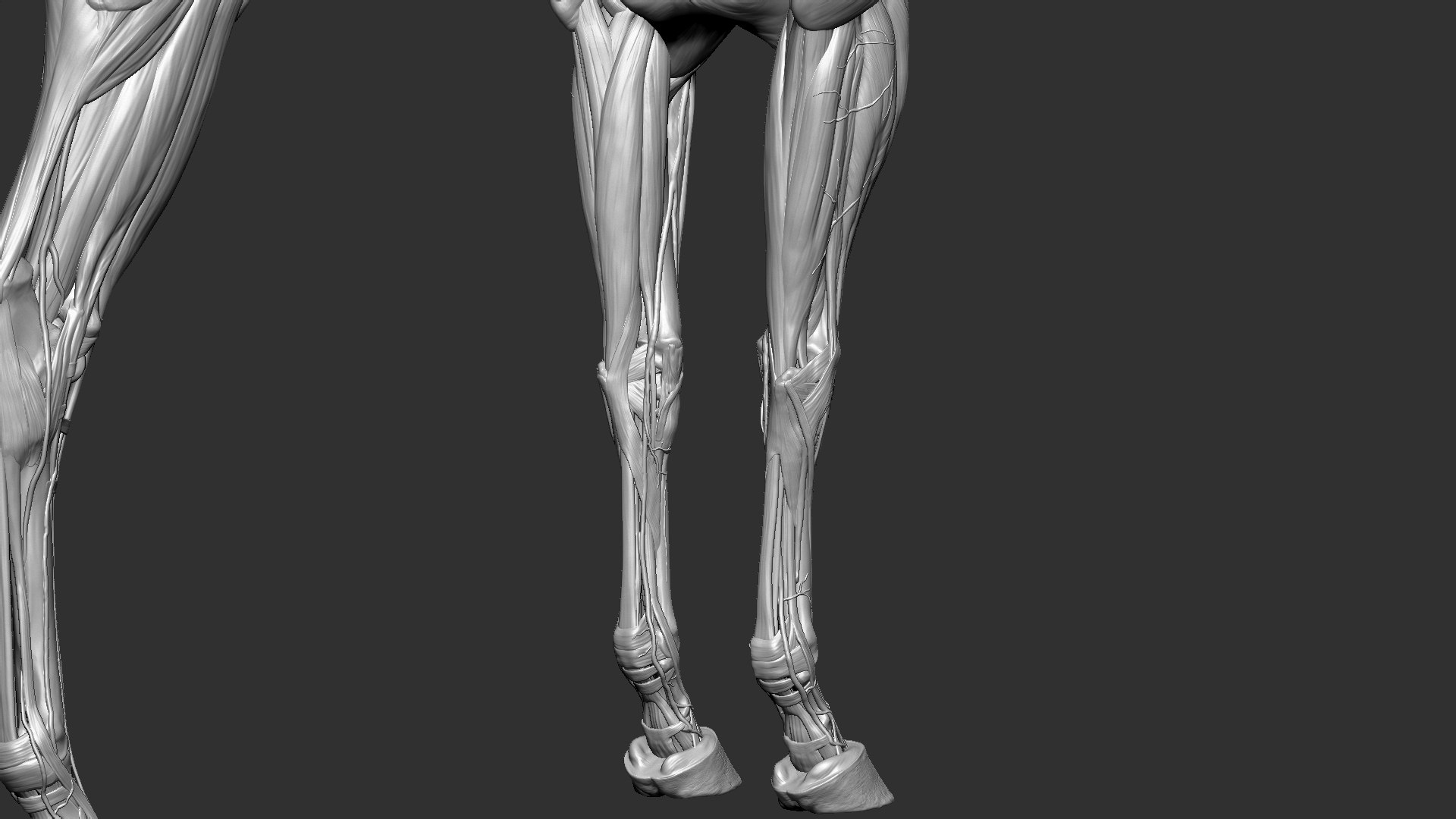 horse anatomy eqine ecorche 3D model https://p.turbosquid.com/ts-thumb/bF/5yj5ZZ/dDkEfK7T/4/jpg/1596621279/1920x1080/fit_q87/8b974343e85028441557db39949b0991822787a4/4.jpg