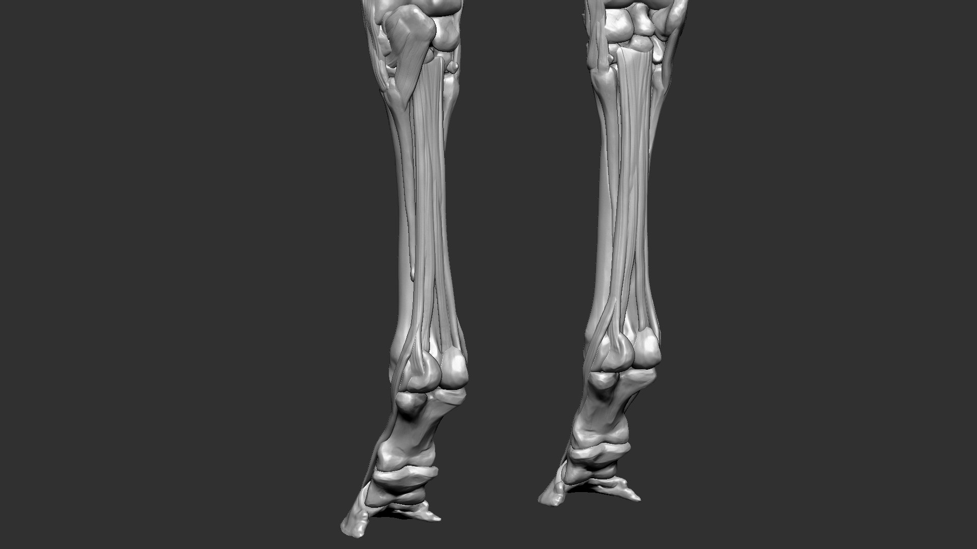 horse anatomy eqine ecorche 3D model https://p.turbosquid.com/ts-thumb/bF/5yj5ZZ/ekzCg1Ry/19/jpg/1596621280/1920x1080/fit_q87/8f8ee18a97c94caadb65390d7f988af1c3a5c3ef/19.jpg