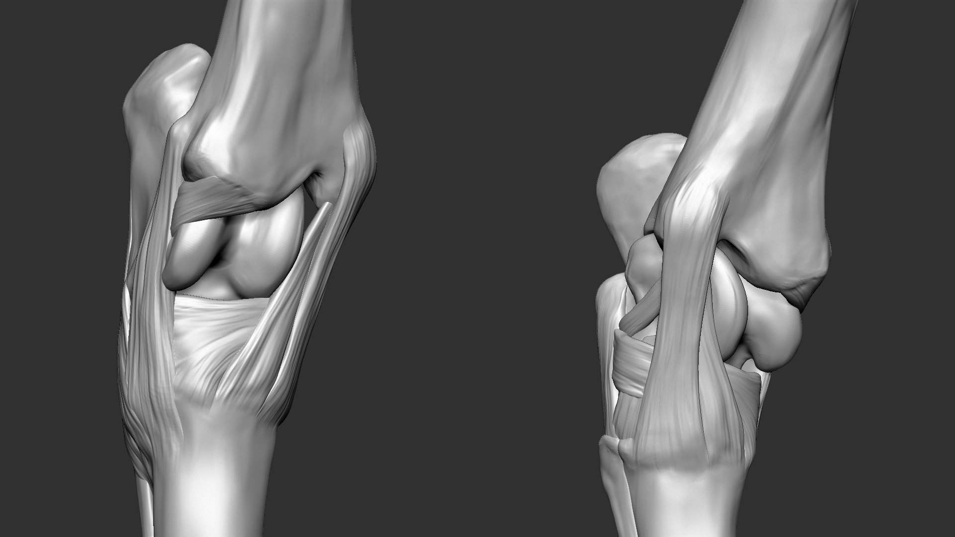 horse anatomy eqine ecorche 3D model https://p.turbosquid.com/ts-thumb/bF/5yj5ZZ/fGuD6jmO/16/jpg/1596621343/1920x1080/fit_q87/b4ab0bb76c8fa8507edf94d3ae55e29dad96f872/16.jpg