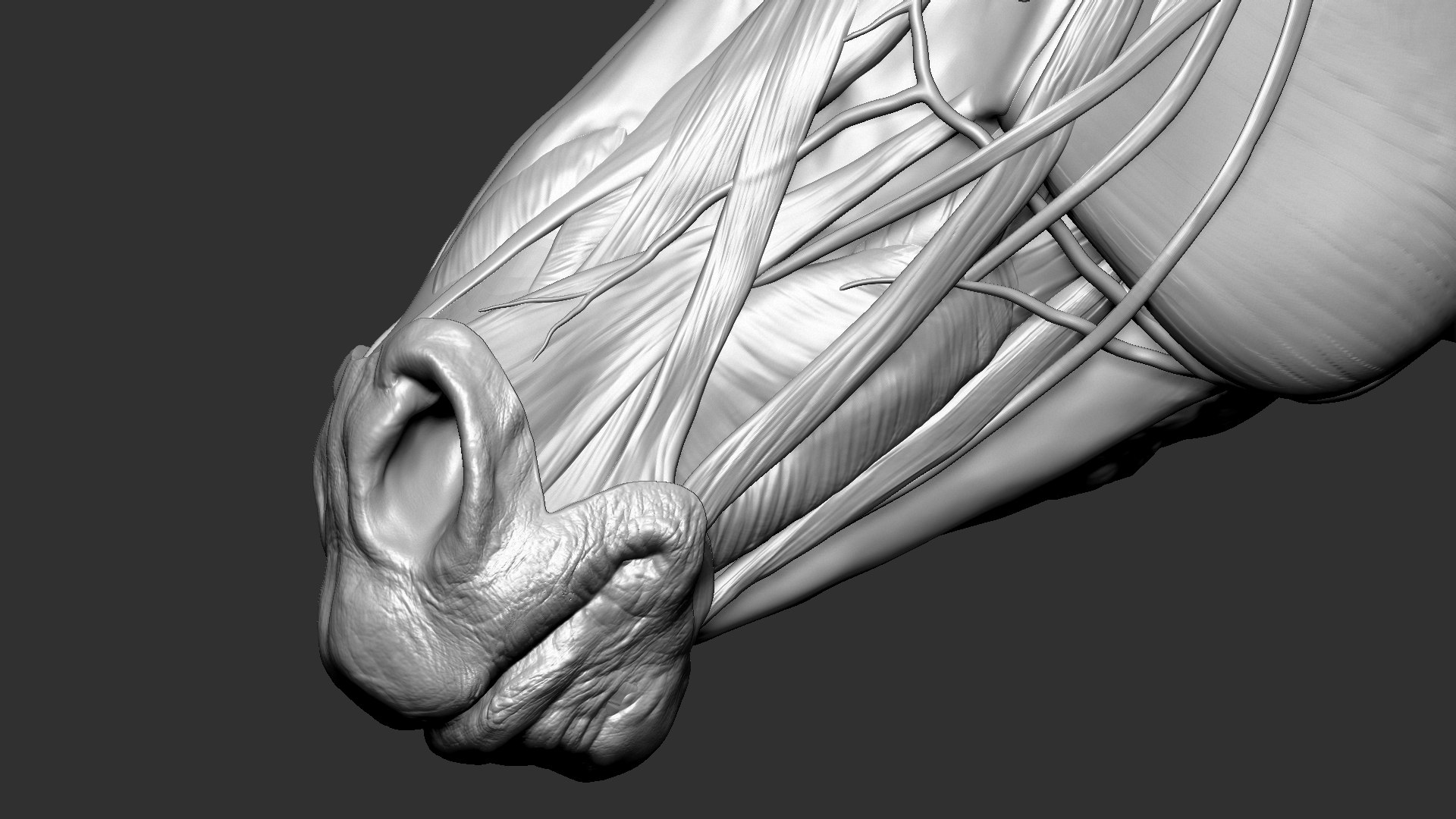 horse anatomy eqine ecorche 3D model https://p.turbosquid.com/ts-thumb/bF/5yj5ZZ/frtB4DmF/6/jpg/1596621043/1920x1080/fit_q87/ccd398086f35a7921ffeca16ae53f7ed5fabfc40/6.jpg