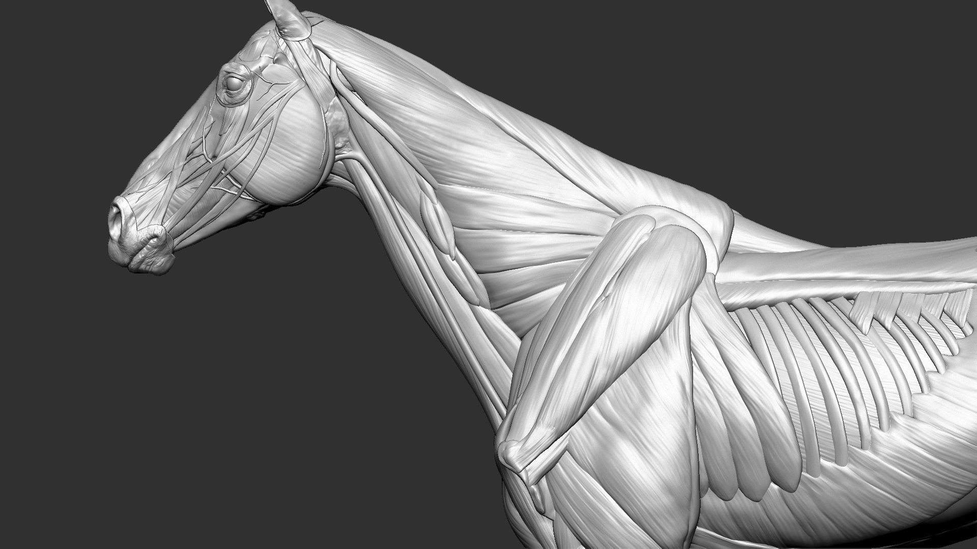 horse anatomy eqine ecorche 3D model https://p.turbosquid.com/ts-thumb/bF/5yj5ZZ/fzYnQhpX/12/jpg/1596621043/1920x1080/fit_q87/26290211c1ccd6da2db2c2577f4ef45e94d48260/12.jpg