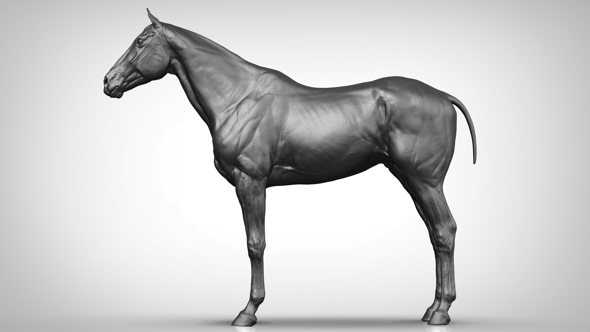 horse anatomy eqine ecorche 3D model https://p.turbosquid.com/ts-thumb/bF/5yj5ZZ/g76NDZHl/dmitriiprosovblackstallionweteffects31379759/jpg/1596620966/1920x1080/fit_q87/58adf0a536c8c12a5adf305250fd777d92571266/dmitriiprosovblackstallionweteffects31379759.jpg