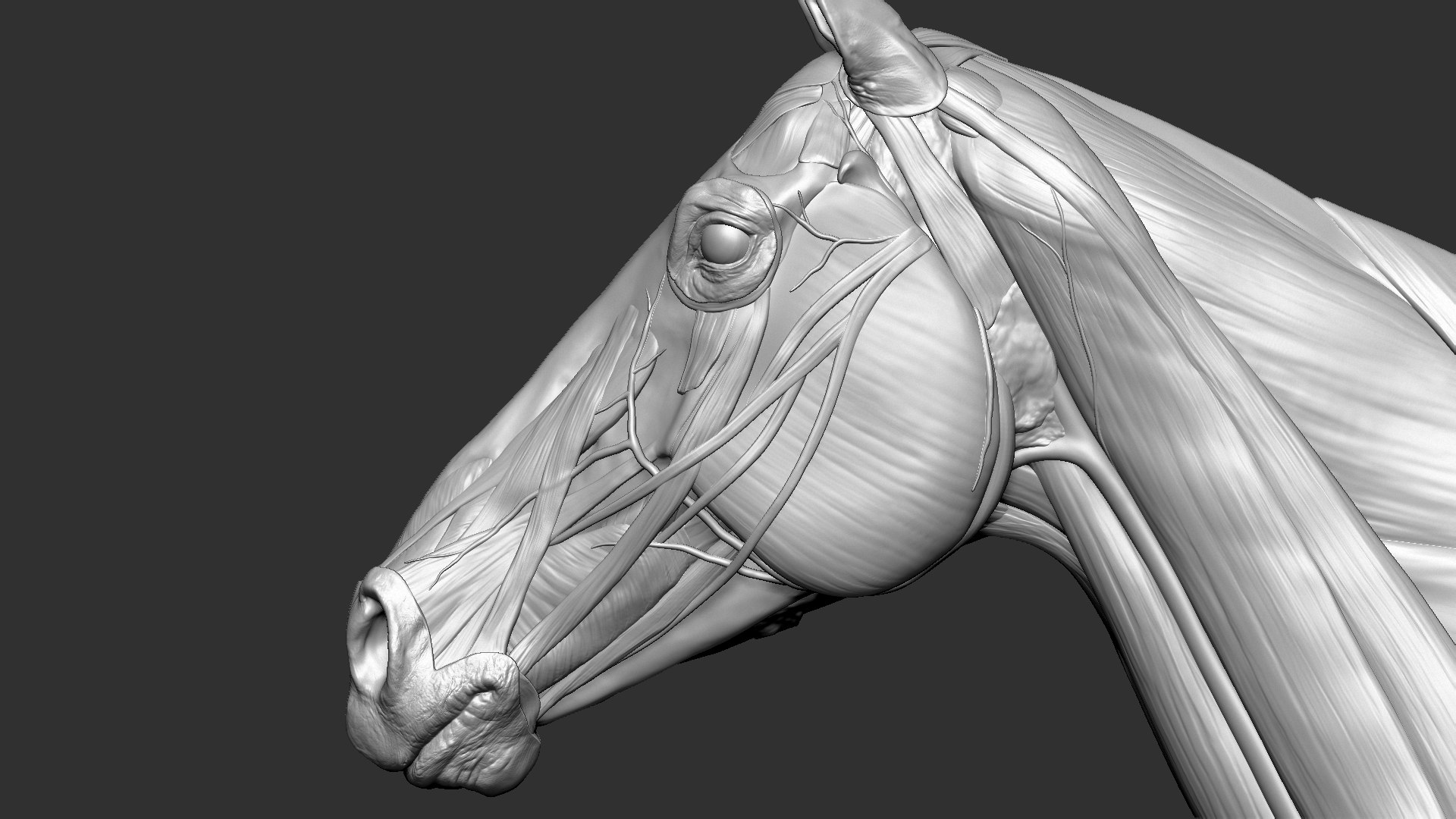 horse anatomy eqine ecorche 3D model https://p.turbosquid.com/ts-thumb/bF/5yj5ZZ/h6wS2T1Y/1/jpg/1596621043/1920x1080/fit_q87/53af5d31f6025573a558a2ed5739bb2525fe614f/1.jpg