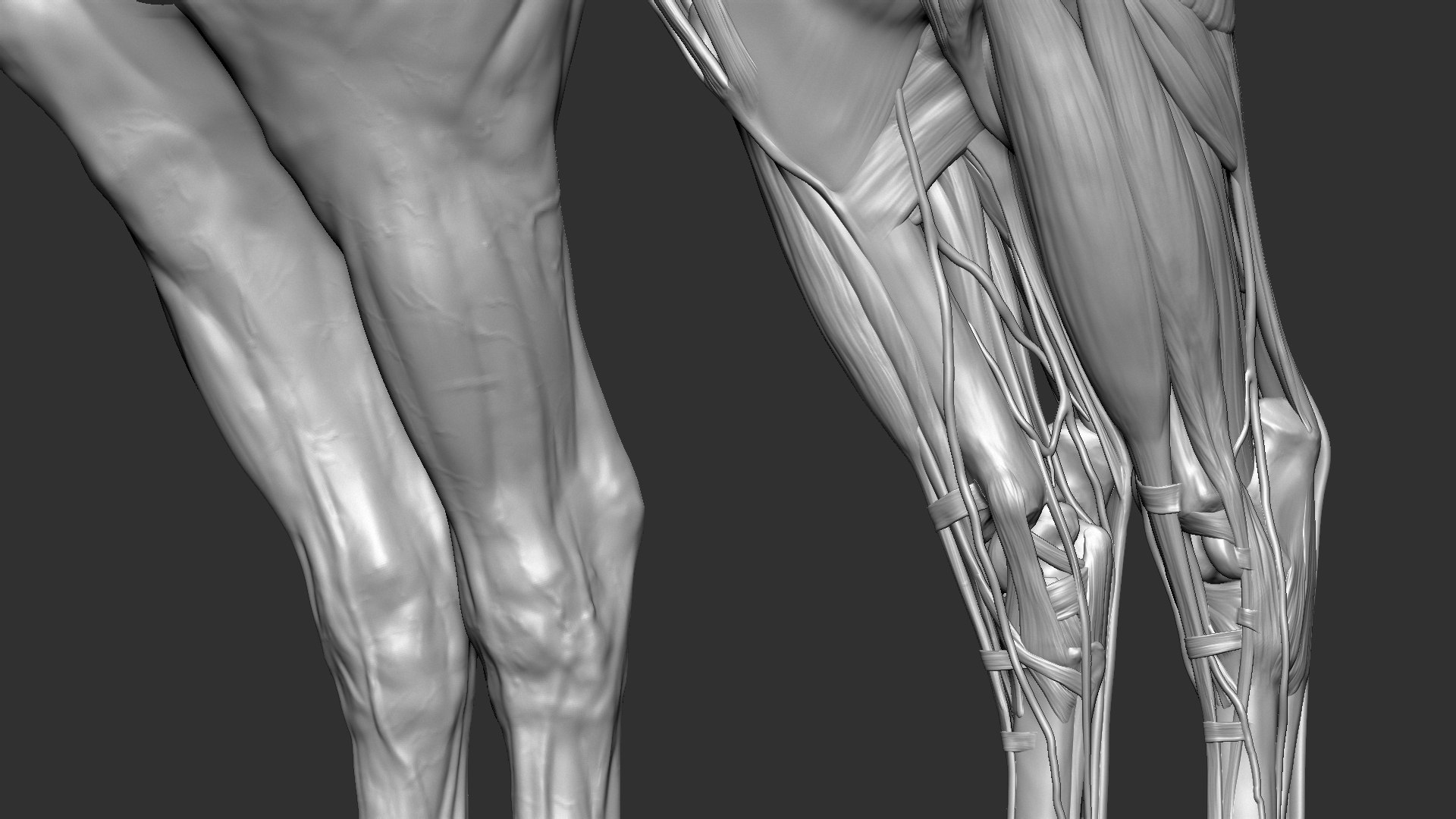 horse anatomy eqine ecorche 3D model https://p.turbosquid.com/ts-thumb/bF/5yj5ZZ/ha5vQwlr/7/jpg/1596620889/1920x1080/fit_q87/b7fc8c4e691e3b1e292d6be843ccb7e807ed870d/7.jpg