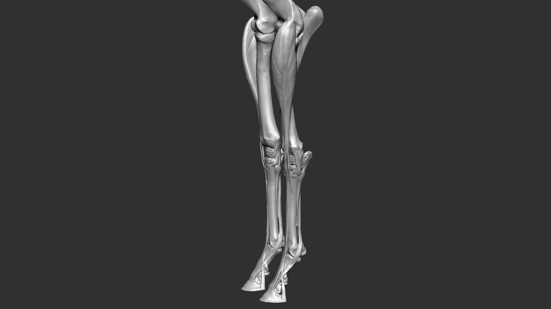 horse anatomy eqine ecorche 3D model https://p.turbosquid.com/ts-thumb/bF/5yj5ZZ/j9ODaPK3/25/jpg/1596621280/1920x1080/fit_q87/88fdb7e740839e3b4d02cdcac9b04c94b2b24490/25.jpg