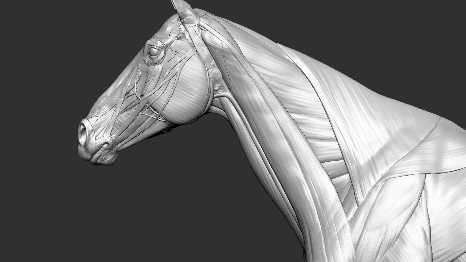 horse anatomy eqine ecorche 3D model https://p.turbosquid.com/ts-thumb/bF/5yj5ZZ/jGIcPNMx/7/jpg/1596621043/1920x1080/fit_q87/7ed21b82f16a164af4955c51cbb95cc354b4e300/7.jpg