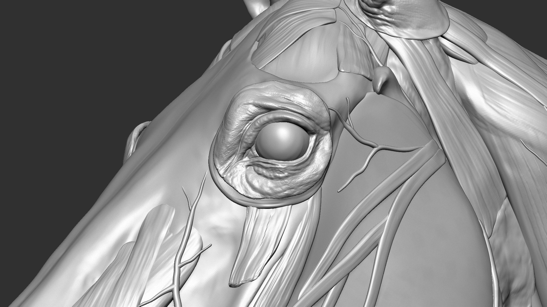 horse anatomy eqine ecorche 3D model https://p.turbosquid.com/ts-thumb/bF/5yj5ZZ/kiYbwE69/5/jpg/1596621043/1920x1080/fit_q87/5237b0c8febc08d787ffe42a4073b1a54766095f/5.jpg