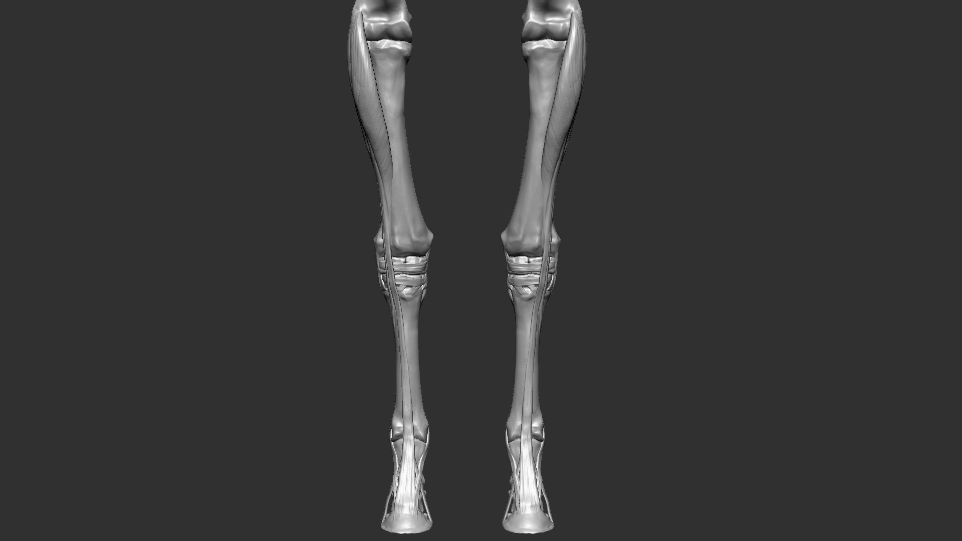 horse anatomy eqine ecorche 3D model https://p.turbosquid.com/ts-thumb/bF/5yj5ZZ/mhMMjz4H/24/jpg/1596621280/1920x1080/fit_q87/691f6cb723b887380690efdab4272c44f298c8ad/24.jpg
