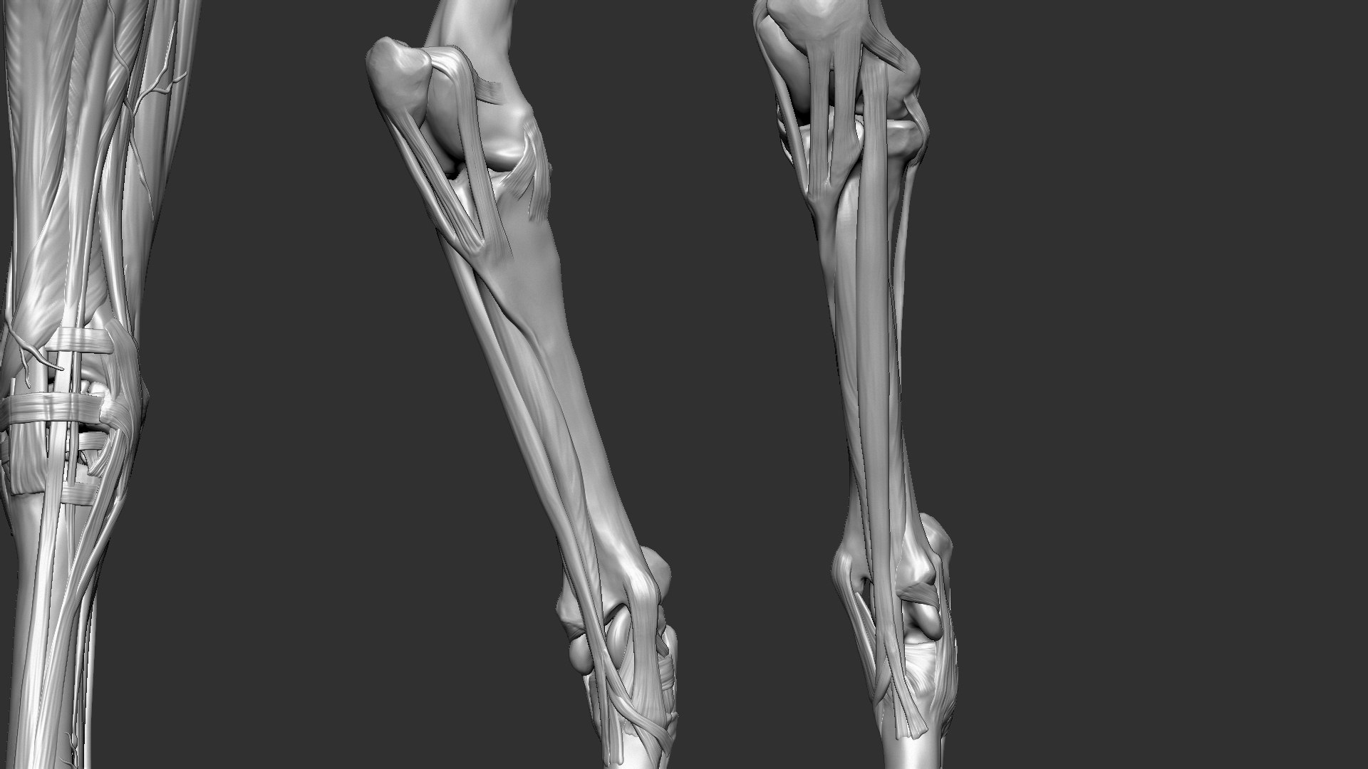 horse anatomy eqine ecorche 3D model https://p.turbosquid.com/ts-thumb/bF/5yj5ZZ/nAHjQJzX/23/jpg/1596621343/1920x1080/fit_q87/cc7d5cfdeb070f45ba91192a5893e4df0e45946d/23.jpg