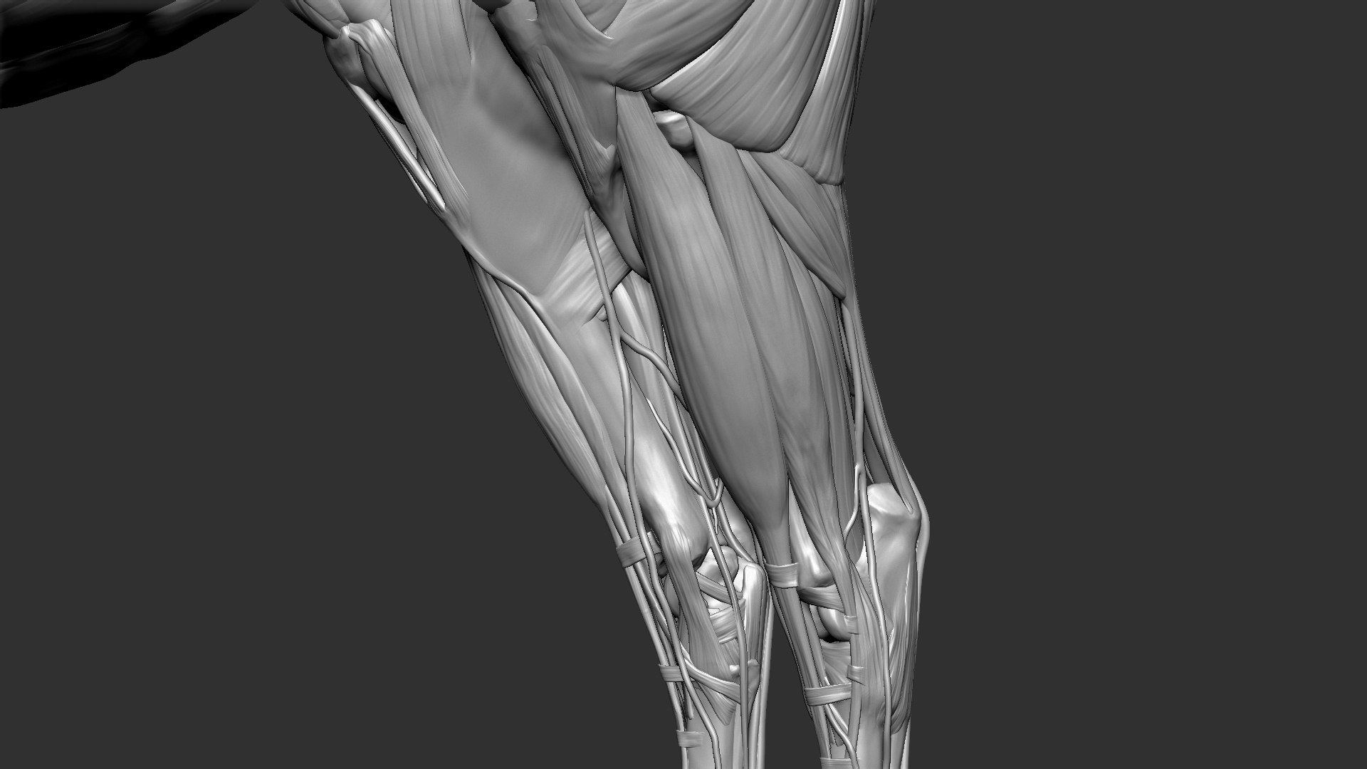 horse anatomy eqine ecorche 3D model https://p.turbosquid.com/ts-thumb/bF/5yj5ZZ/nQD9fzMG/4/jpg/1596621342/1920x1080/fit_q87/cf6c520d8cbd16401731613b57537848b01dec61/4.jpg