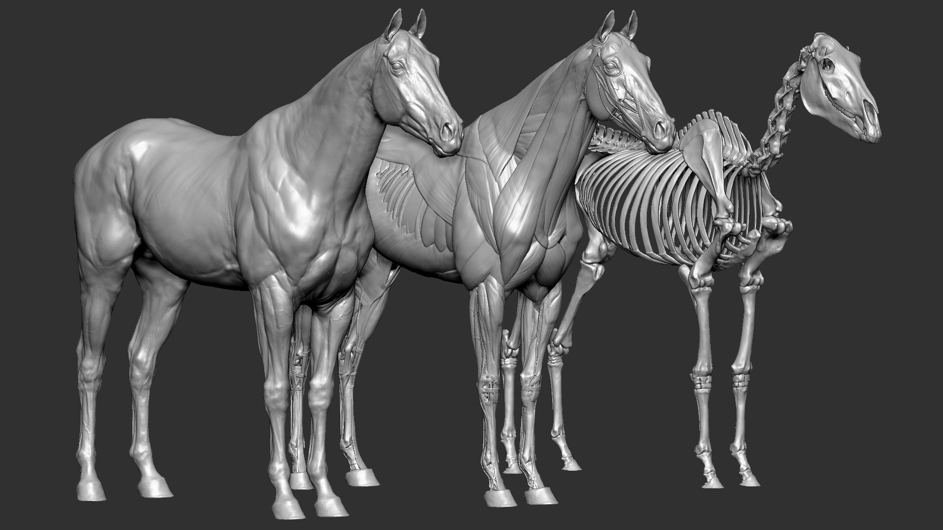 horse anatomy eqine ecorche 3D model https://p.turbosquid.com/ts-thumb/bF/5yj5ZZ/oEbm3Yy9/3/jpg/1596620889/1920x1080/fit_q87/360e53e599705d9f667729d1e1b167a57f5539ec/3.jpg
