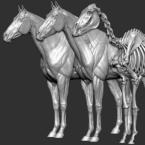 horse anatomy eqine ecorche 3D model
