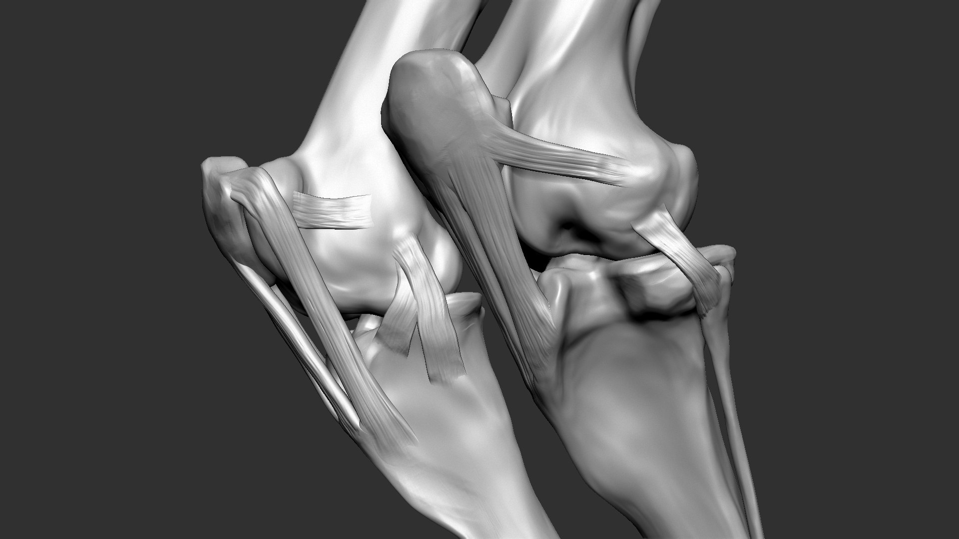 horse anatomy eqine ecorche 3D model https://p.turbosquid.com/ts-thumb/bF/5yj5ZZ/qKOYVXQW/13/jpg/1596621343/1920x1080/fit_q87/09fec77d92e8e1aaf6cb23ba7d0e6e90369952a5/13.jpg