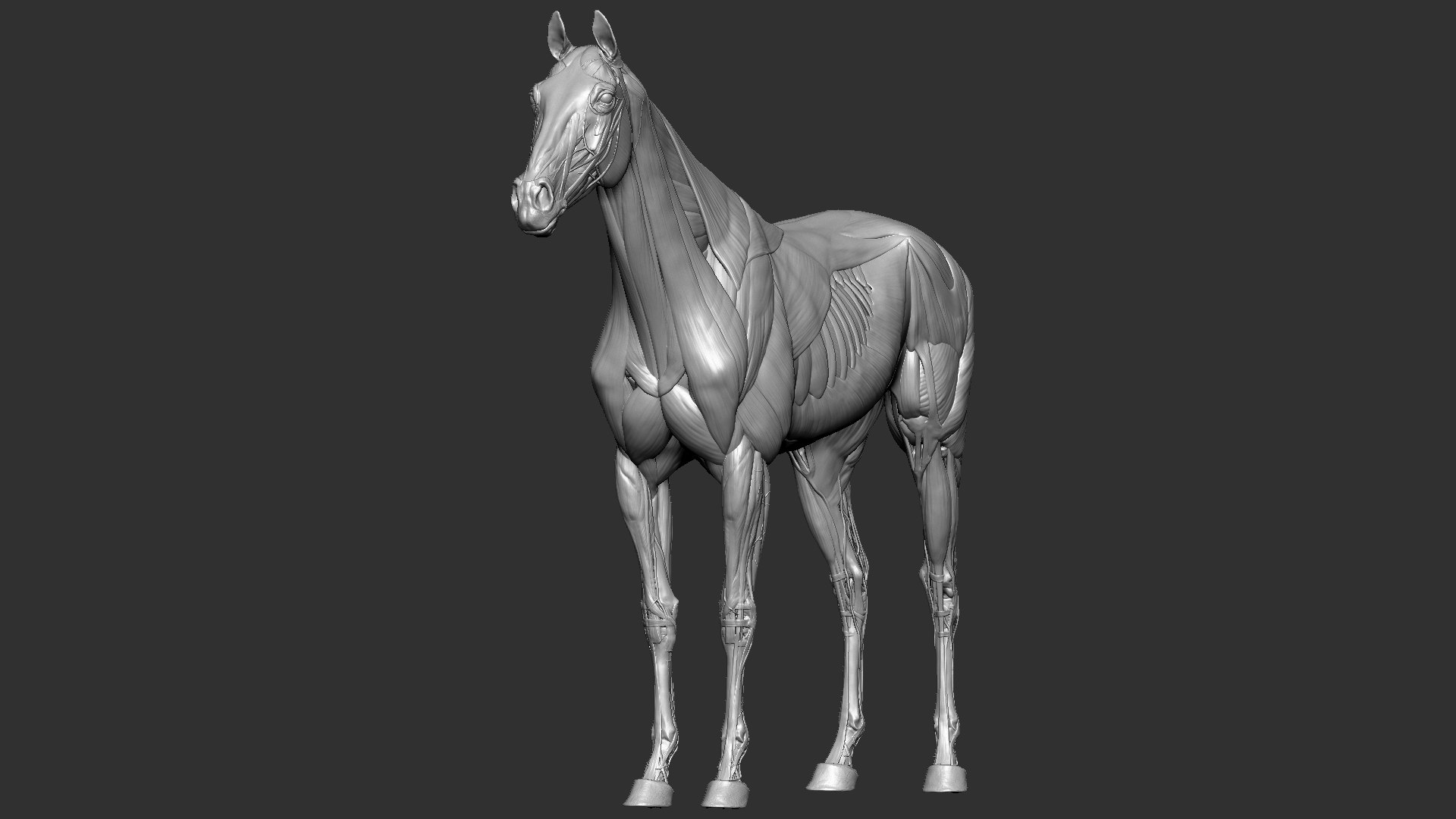 horse anatomy eqine ecorche 3D model https://p.turbosquid.com/ts-thumb/bF/5yj5ZZ/qoAgdQSe/11/jpg/1596620889/1920x1080/fit_q87/39cf4034afb687982fba1bb47aefcae8eb43743f/11.jpg