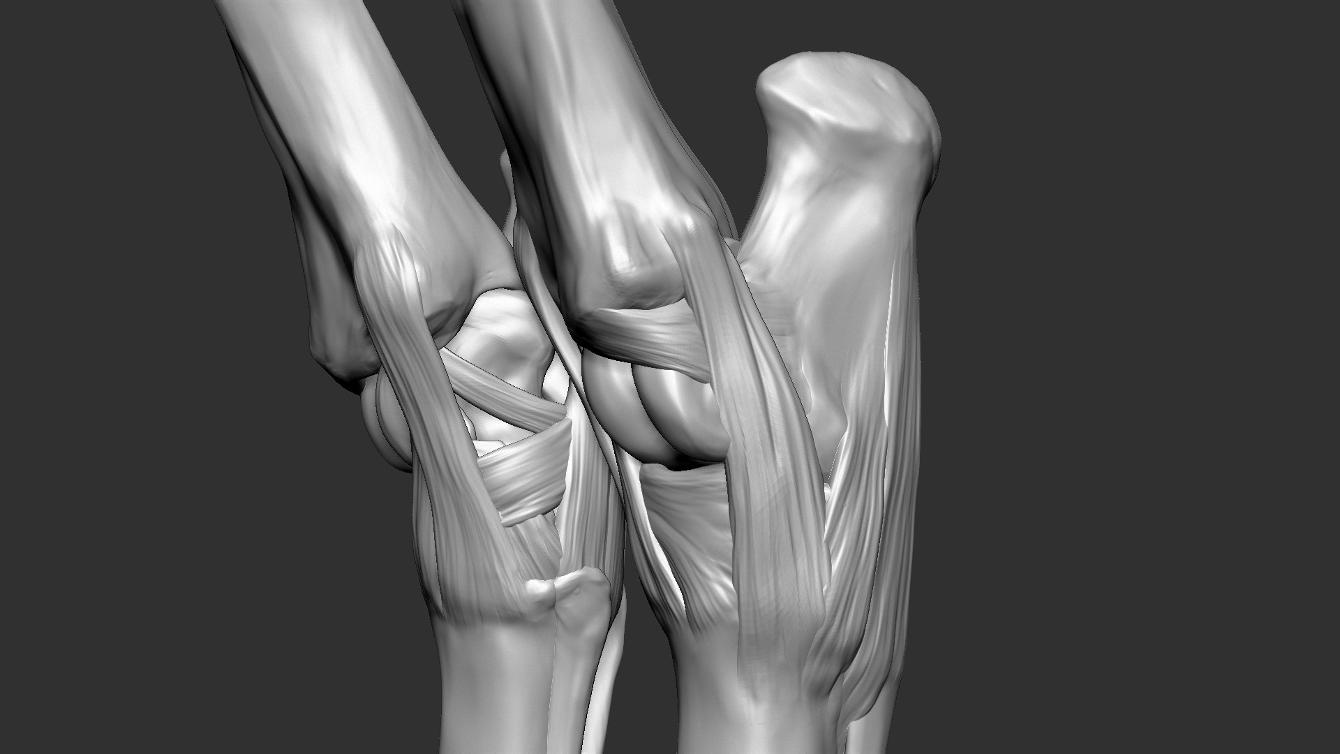 horse anatomy eqine ecorche 3D model https://p.turbosquid.com/ts-thumb/bF/5yj5ZZ/s9OtYf5x/18/jpg/1596621343/1920x1080/fit_q87/be51e9f3e9421182084a5c3d0914e8fd35a9f1ee/18.jpg