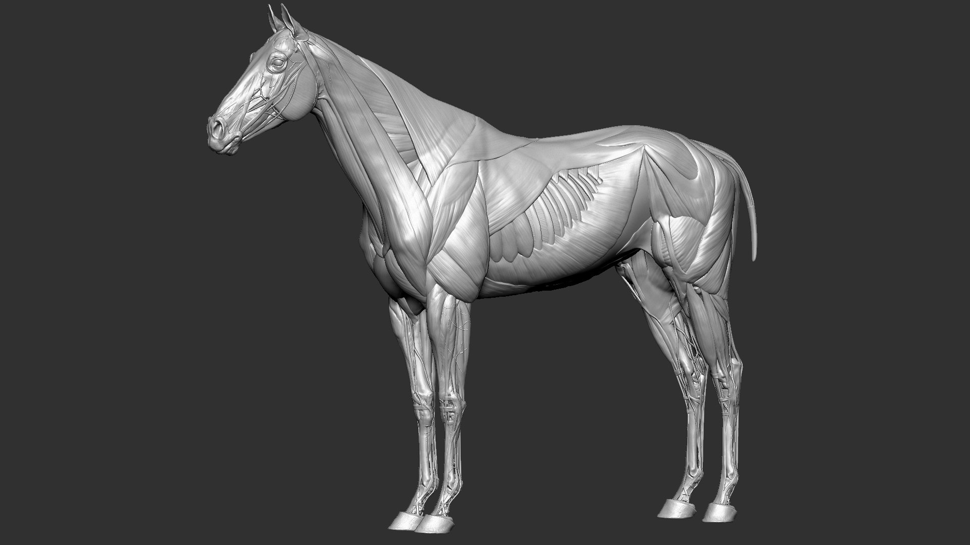 horse anatomy eqine ecorche 3D model https://p.turbosquid.com/ts-thumb/bF/5yj5ZZ/tJtIZmqO/10/jpg/1596620889/1920x1080/fit_q87/6f11c138f7691f5caac5d9627e09c7841006c5f2/10.jpg