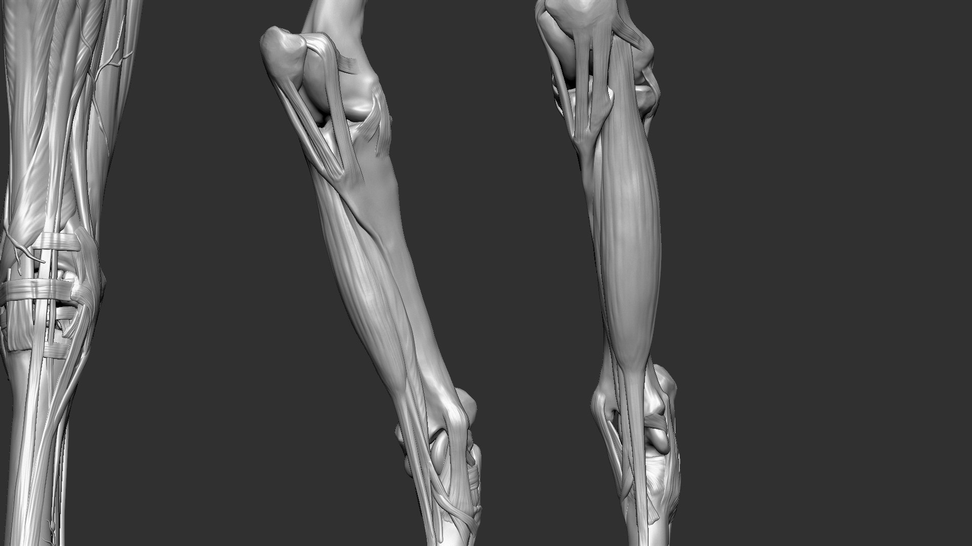 horse anatomy eqine ecorche 3D model https://p.turbosquid.com/ts-thumb/bF/5yj5ZZ/uqA4PcXg/24/jpg/1596621343/1920x1080/fit_q87/e7bd5ed437a60a6b810419df5ce43bddf583344a/24.jpg