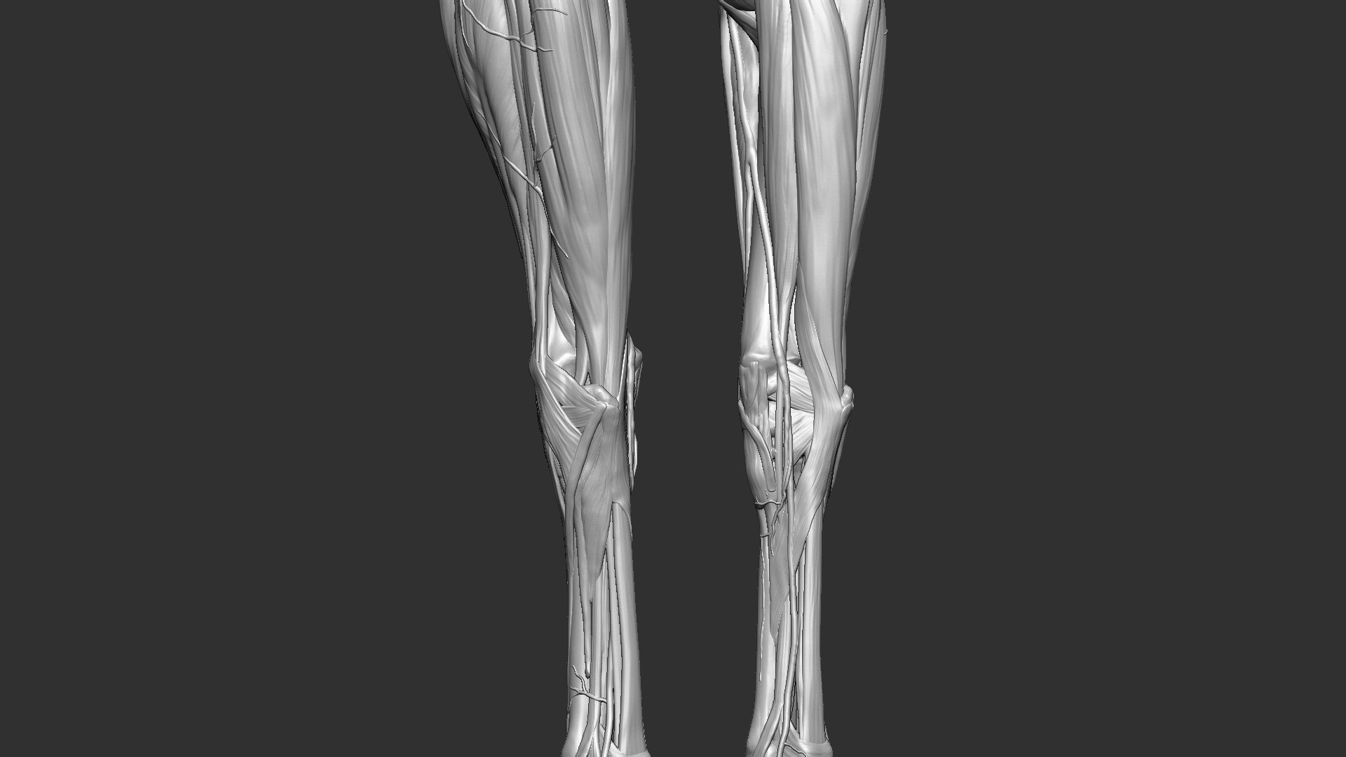 horse anatomy eqine ecorche 3D model https://p.turbosquid.com/ts-thumb/bF/5yj5ZZ/wKbhPhPj/5/jpg/1596621279/1920x1080/fit_q87/94842b5a5d6771aff98dd4f31ed6992c56fd8b83/5.jpg