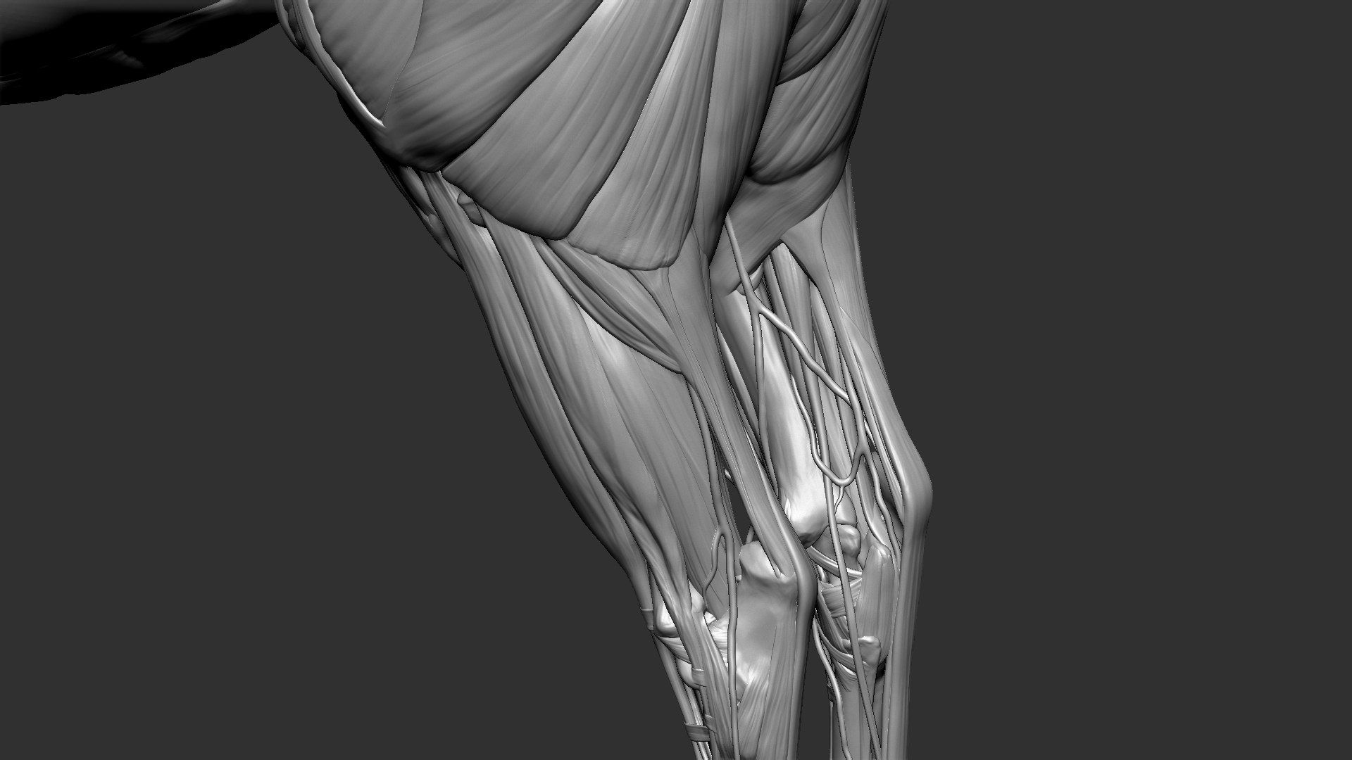 horse anatomy eqine ecorche 3D model https://p.turbosquid.com/ts-thumb/bF/5yj5ZZ/wk2zSbfk/5/jpg/1596621342/1920x1080/fit_q87/22317e09804a442583eaebae7c0bbcb494fe82e8/5.jpg