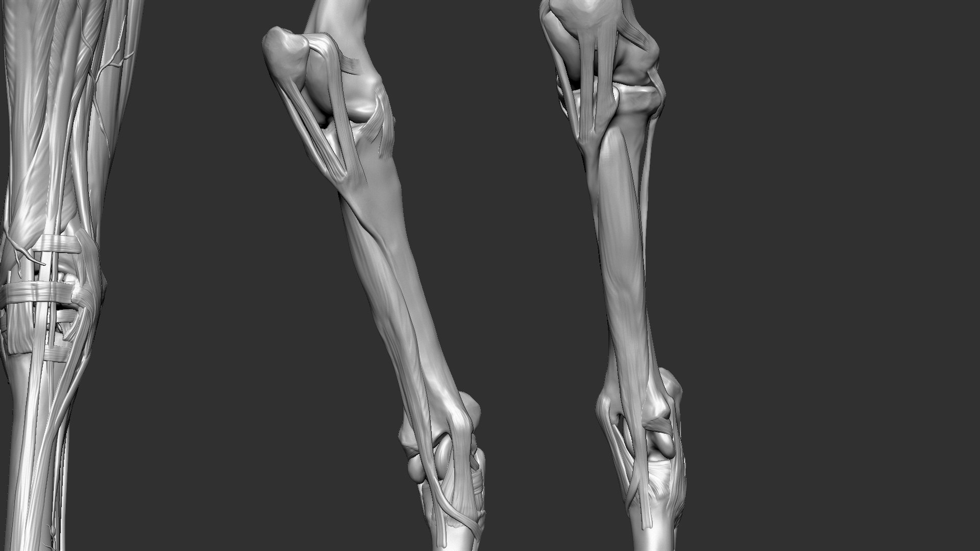 horse anatomy eqine ecorche 3D model https://p.turbosquid.com/ts-thumb/bF/5yj5ZZ/zxGlgxAM/22/jpg/1596621343/1920x1080/fit_q87/ba4076a9994670a43fd50da2c0e3d52e8258ade3/22.jpg