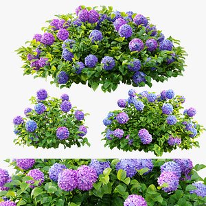 Hydrangea