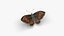Low polygon butterfly - Erebia ligea