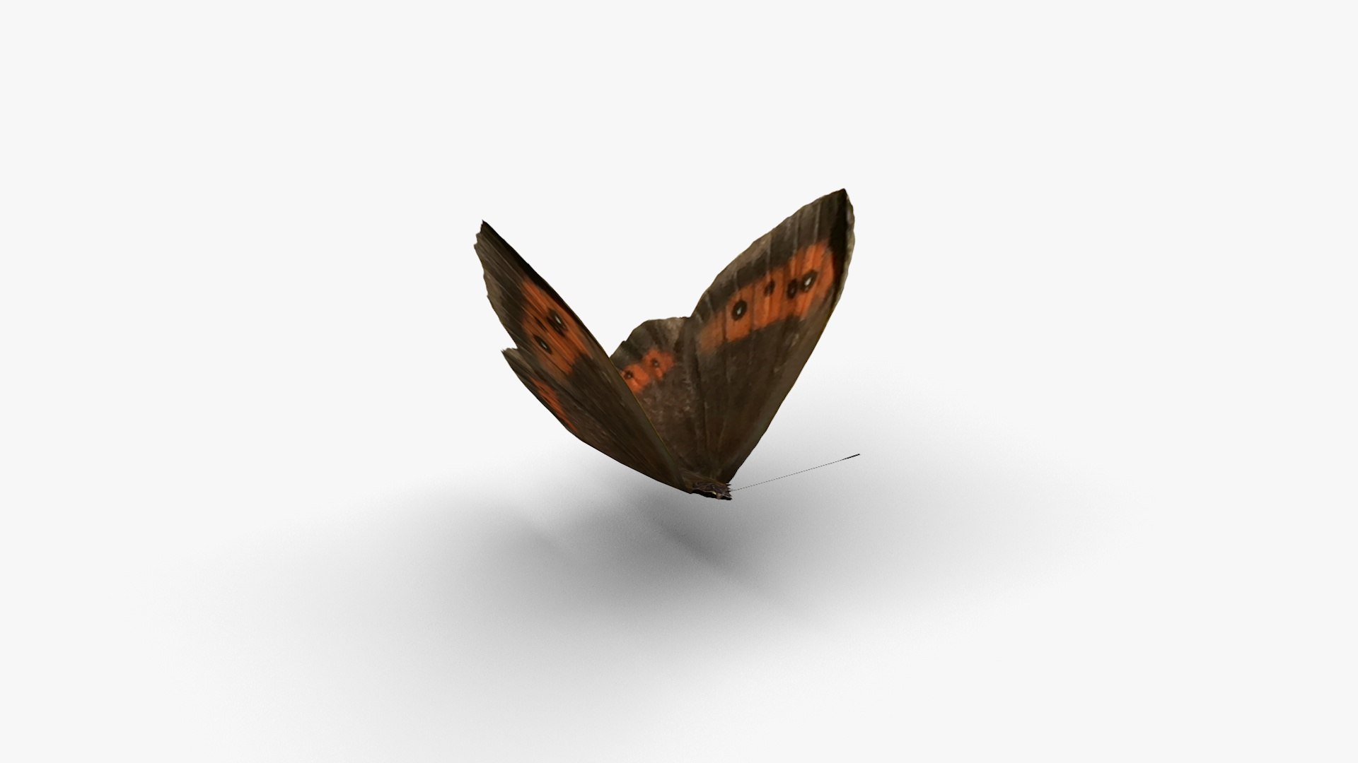 3D Low polygon butterfly - Erebia ligea model https://p.turbosquid.com/ts-thumb/bF/HpCmKr/Ts/erebialigea3/jpg/1649056280/1920x1080/fit_q87/a65e6480aabd584605aa9cf5a0a4966cb32125a5/erebialigea3.jpg